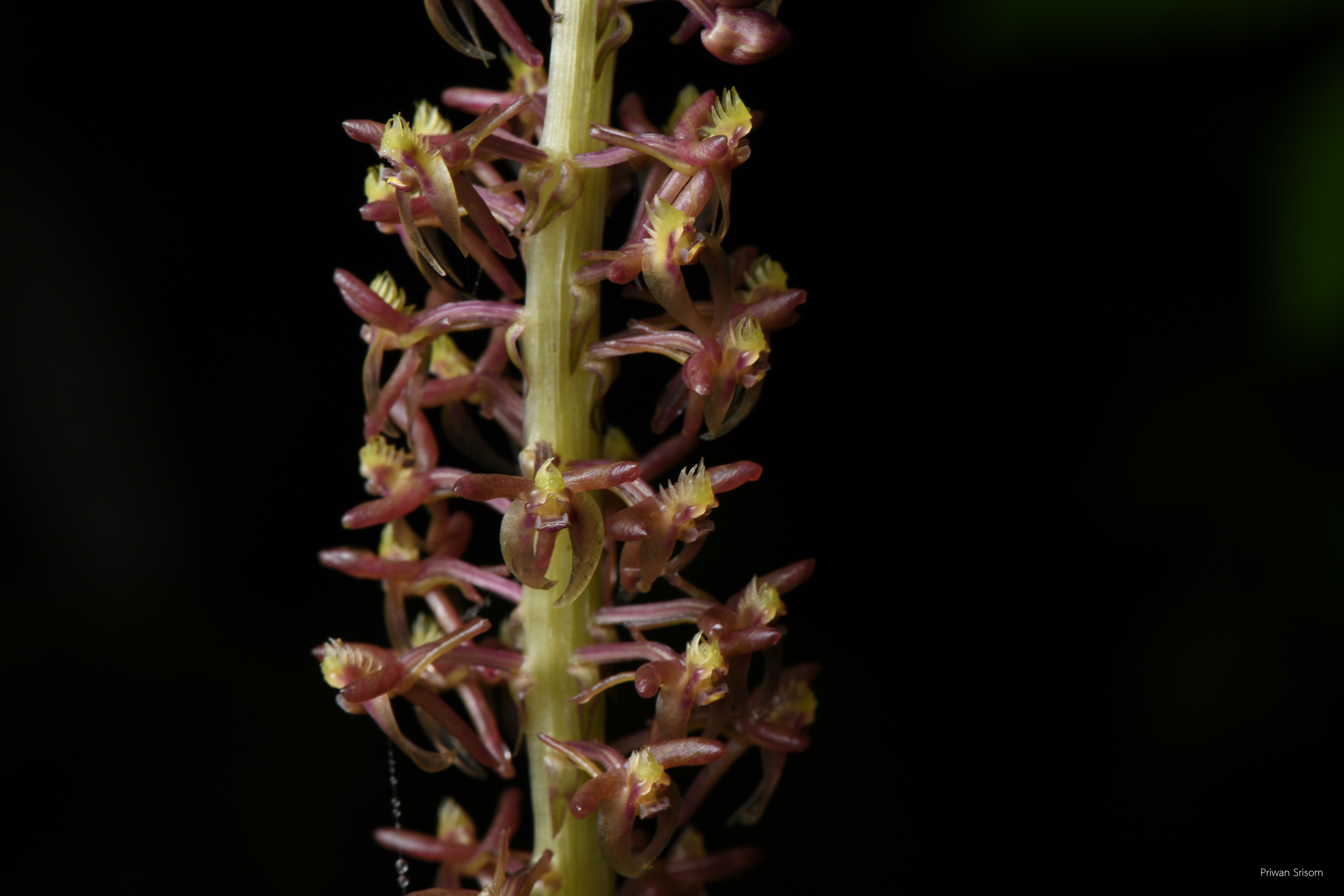 Crepidium polyodon