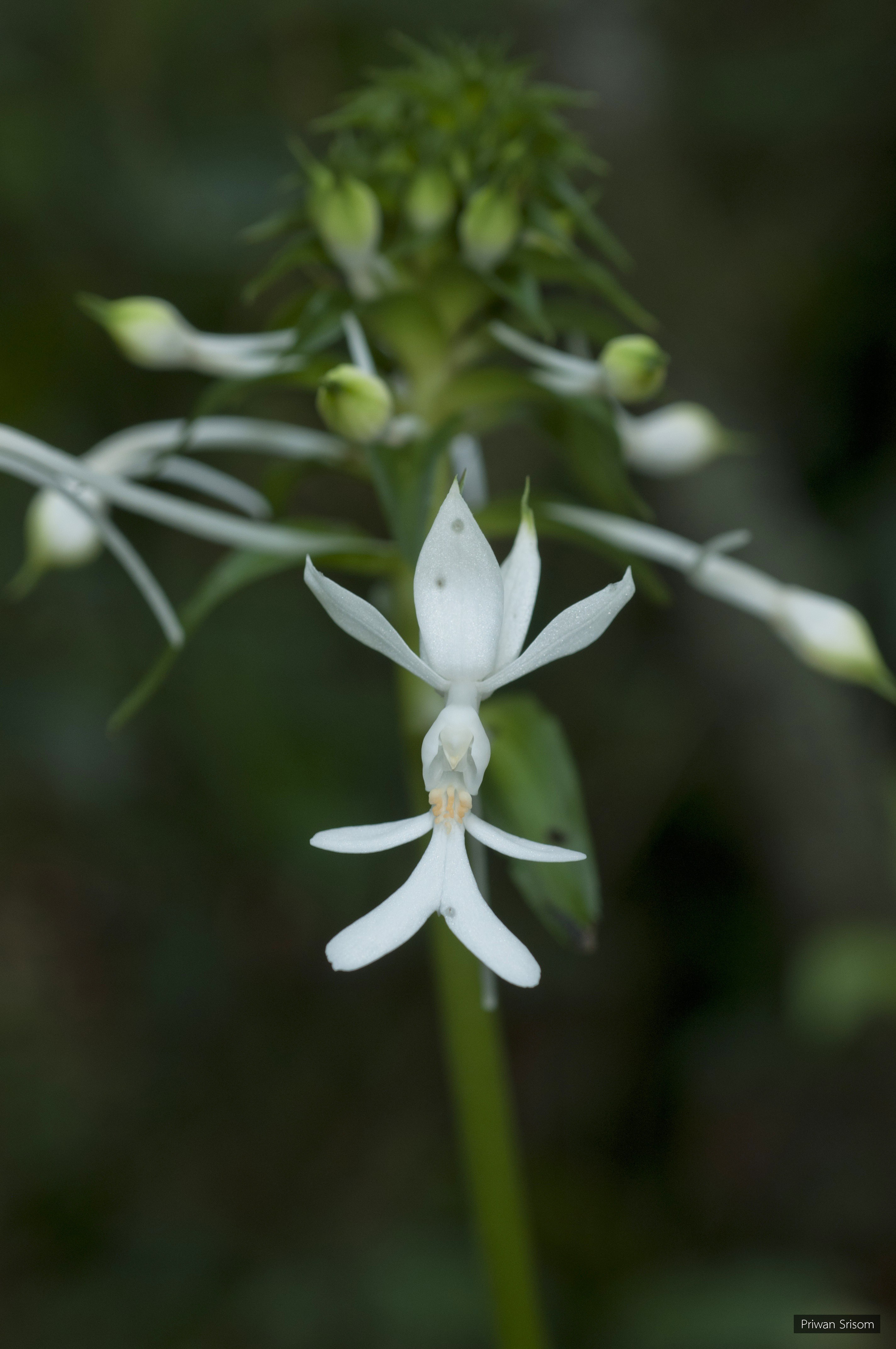 Calanthe triplicata