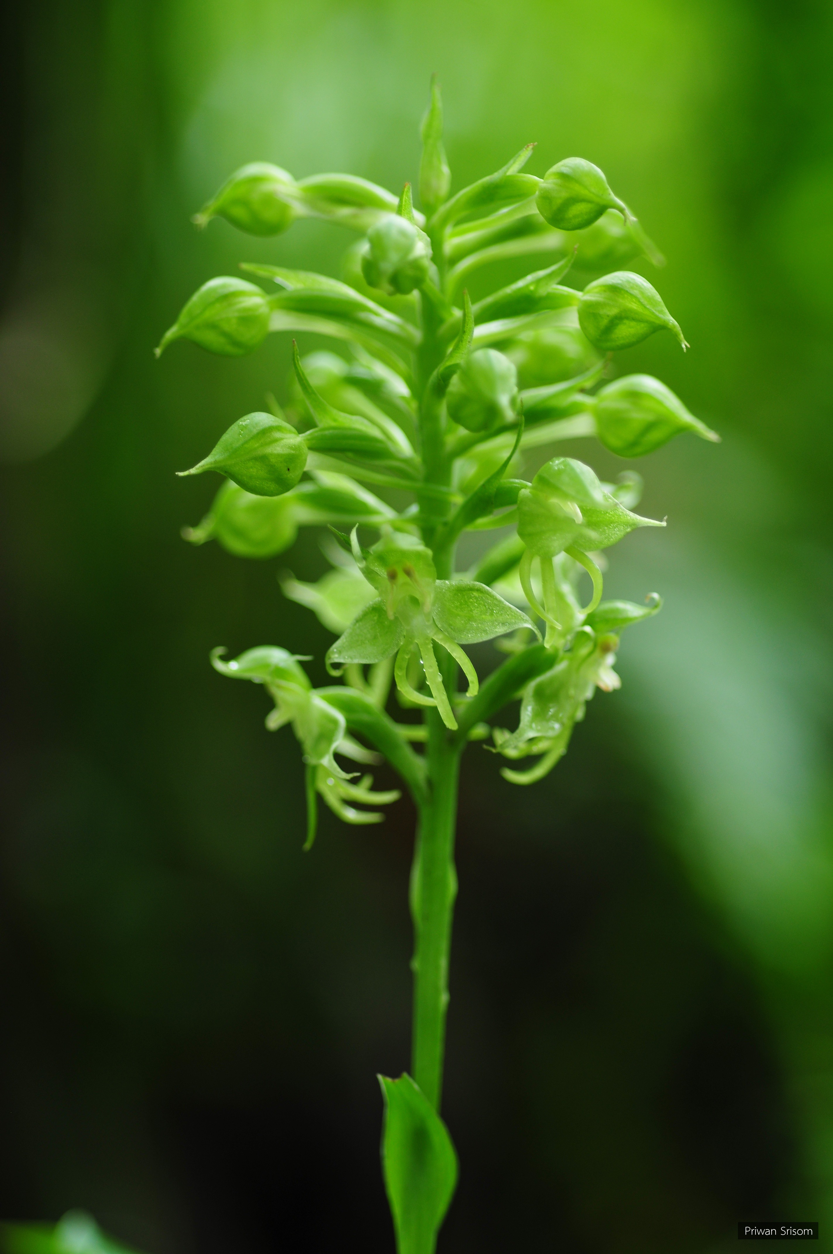 Habenaria stenopetala
