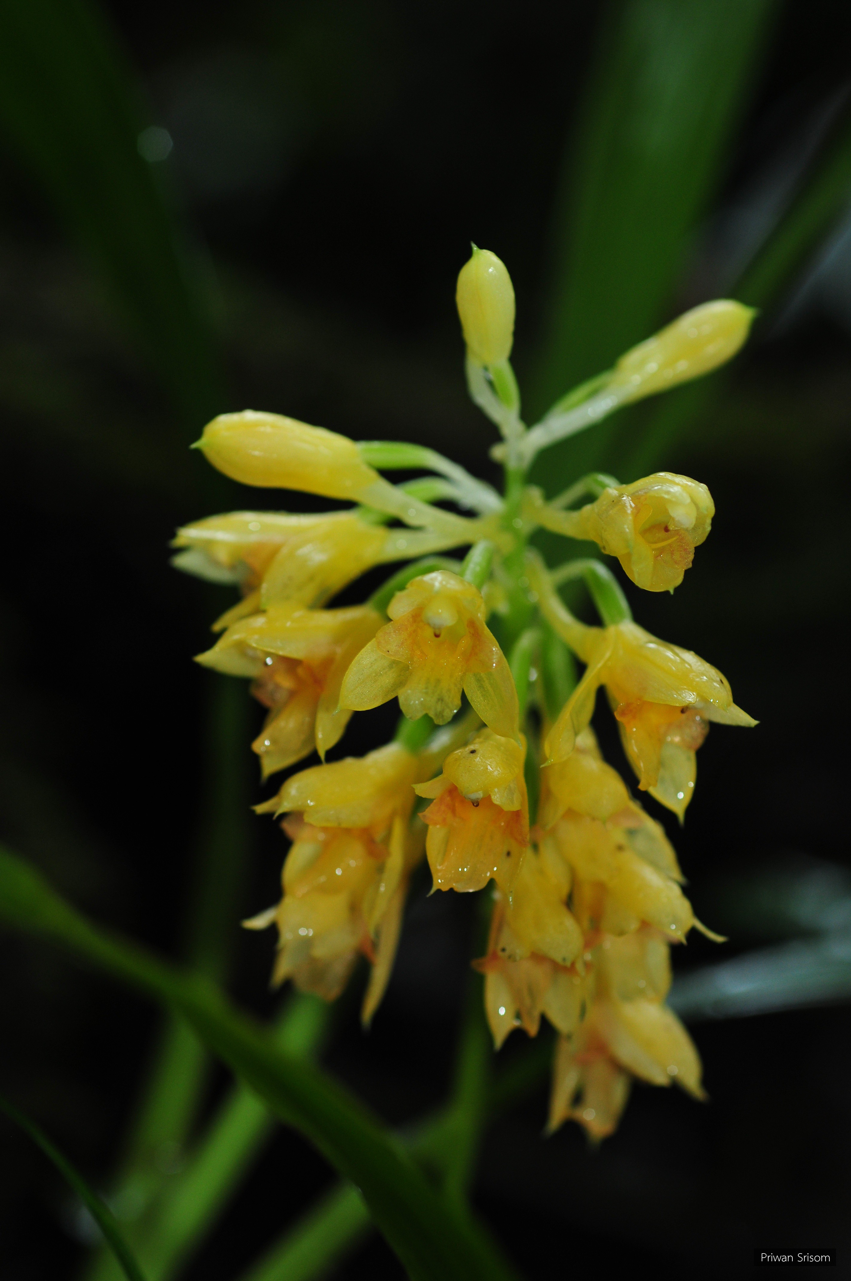 Calanthe densiflora