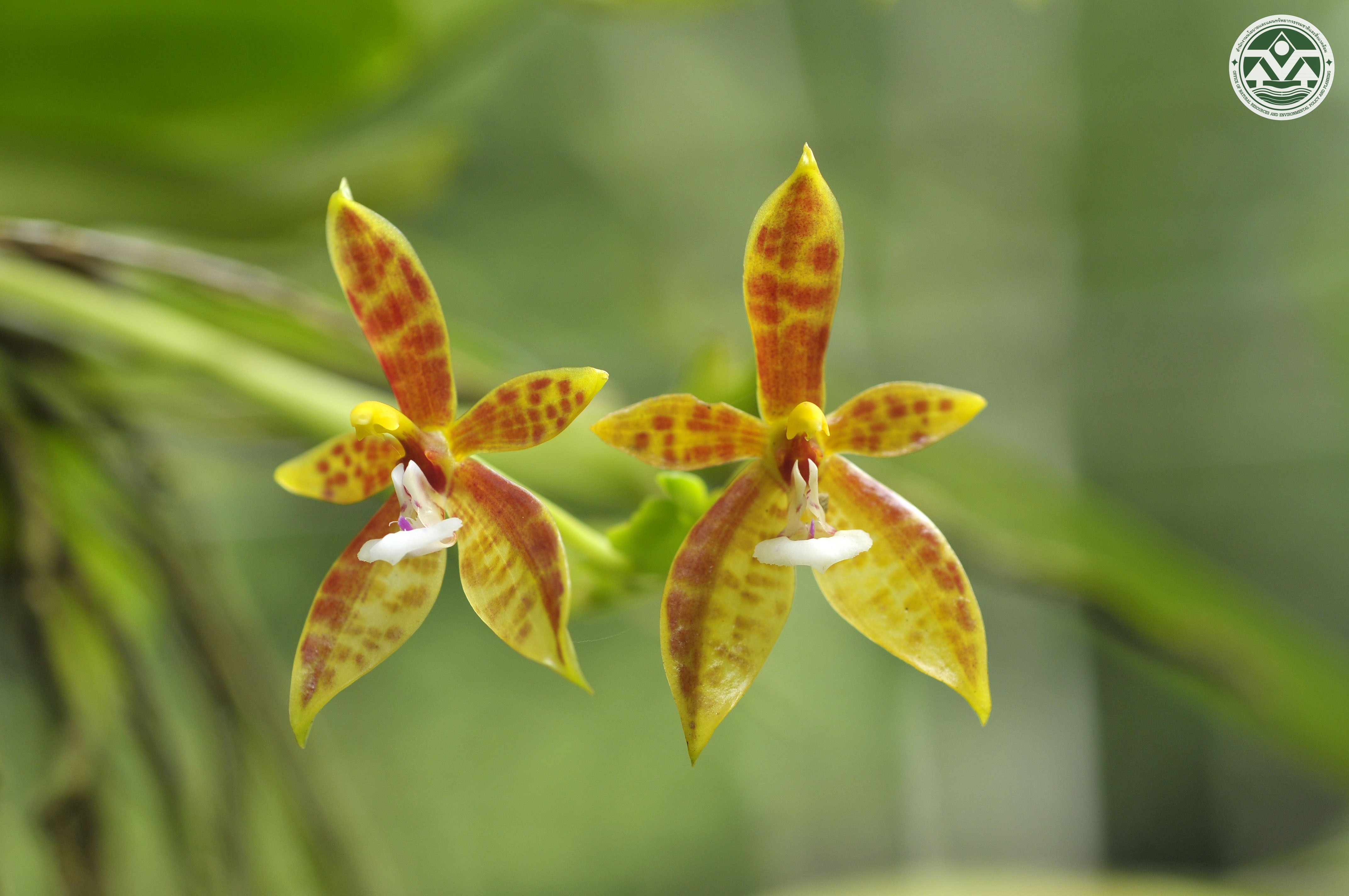 Phalaenopsis cornu-cervi