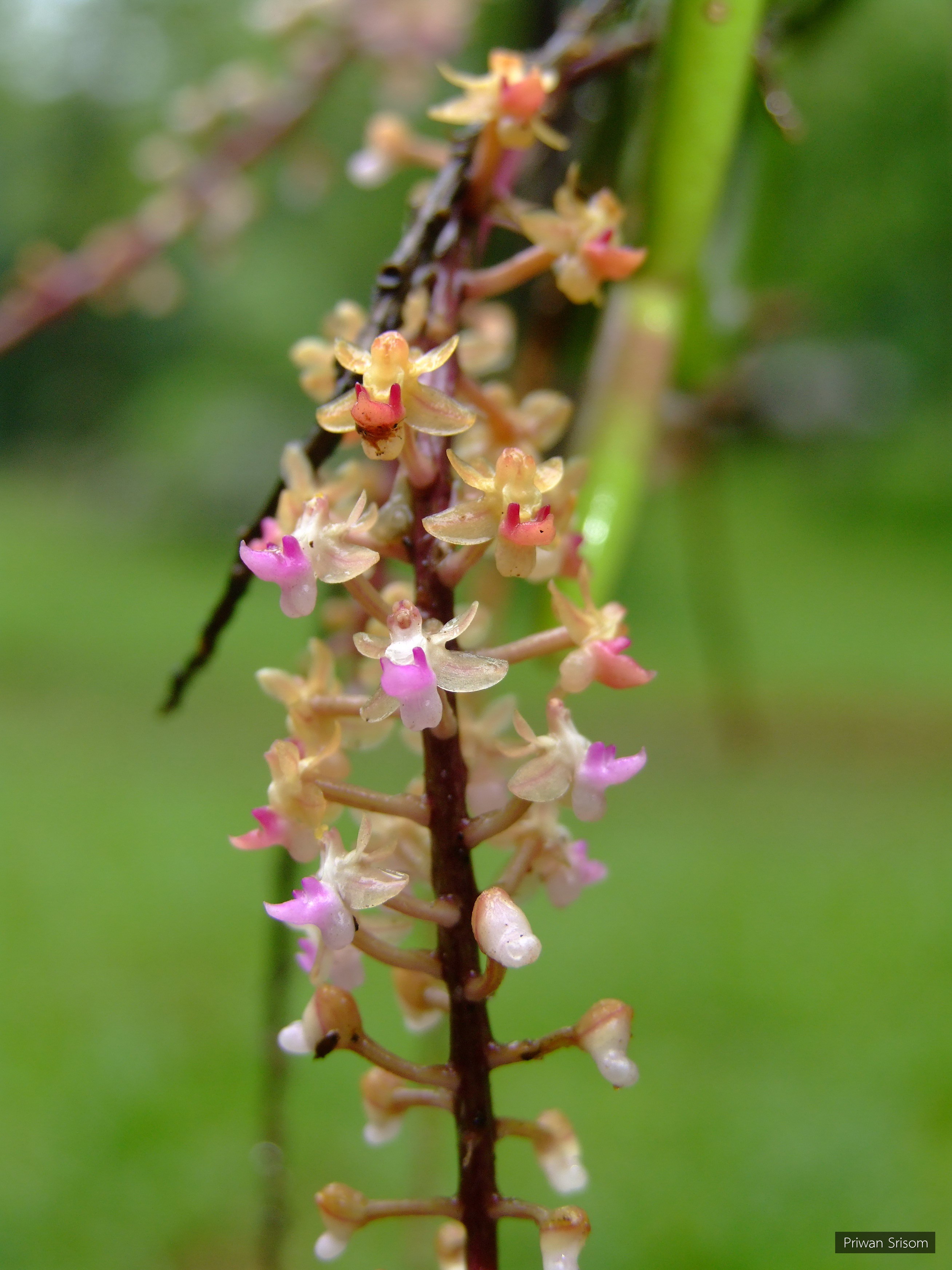 Cleisostoma areitinum