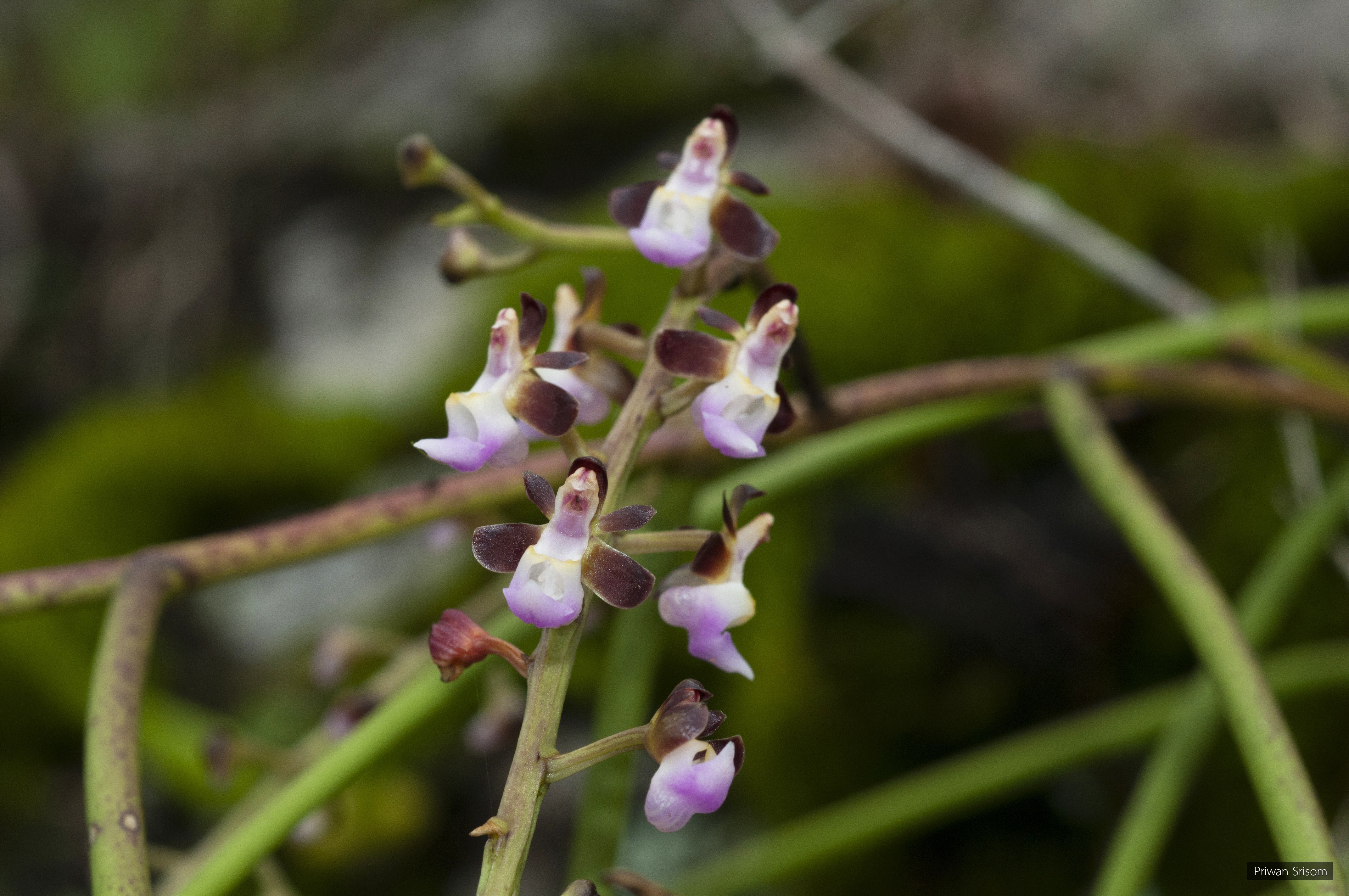 Cleisostoma rolfeanum