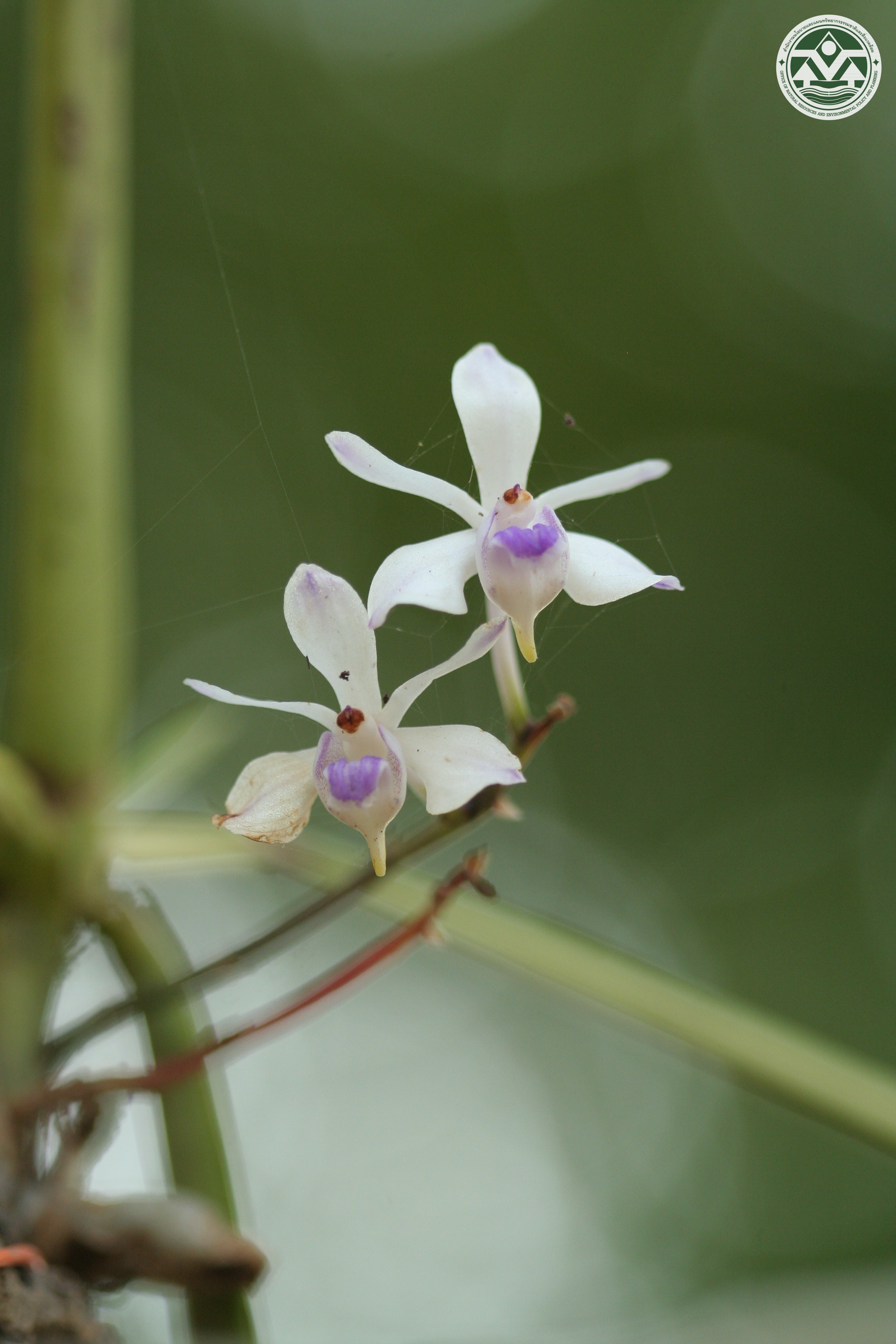 Vanda lilacina