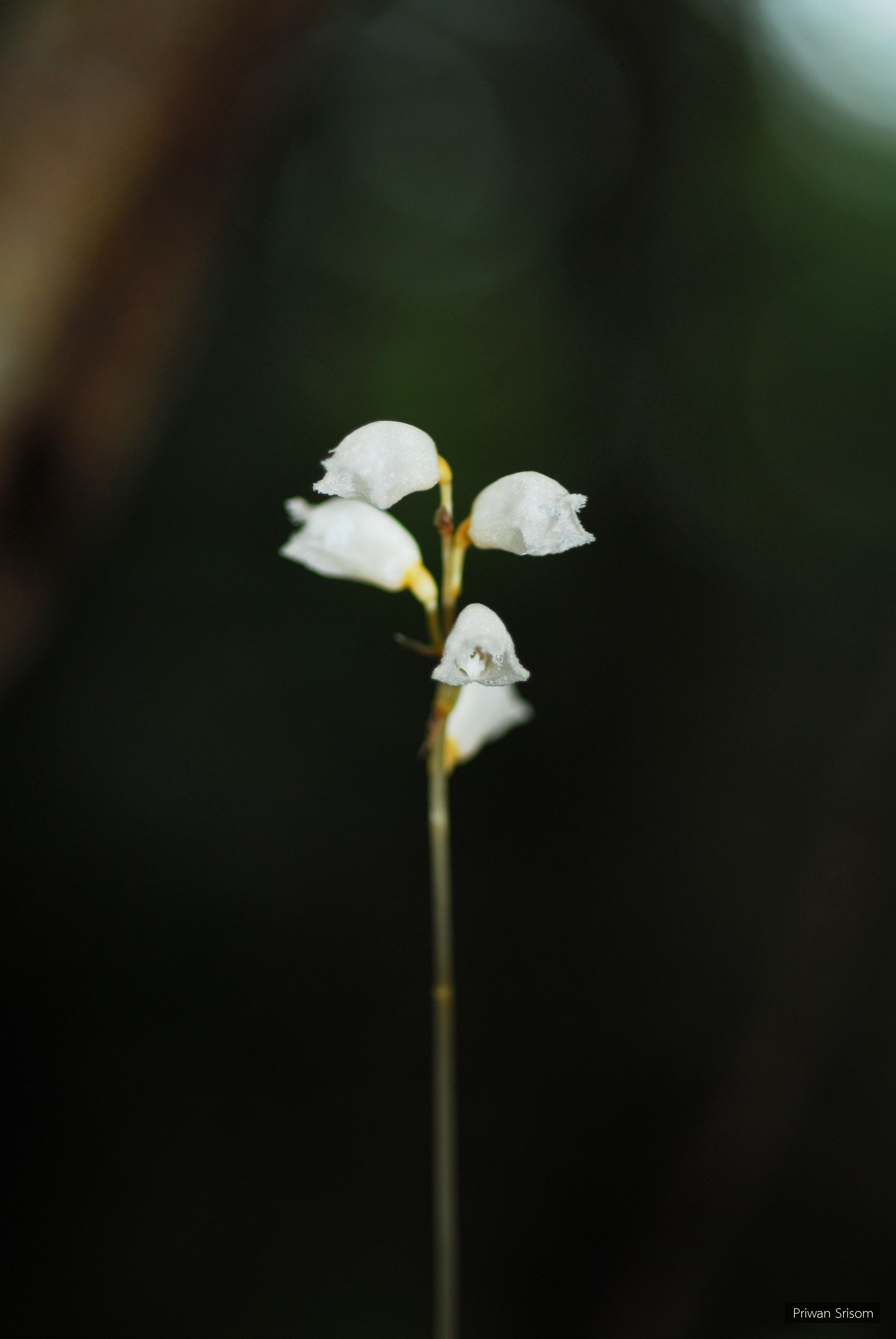Gastrodia exilis