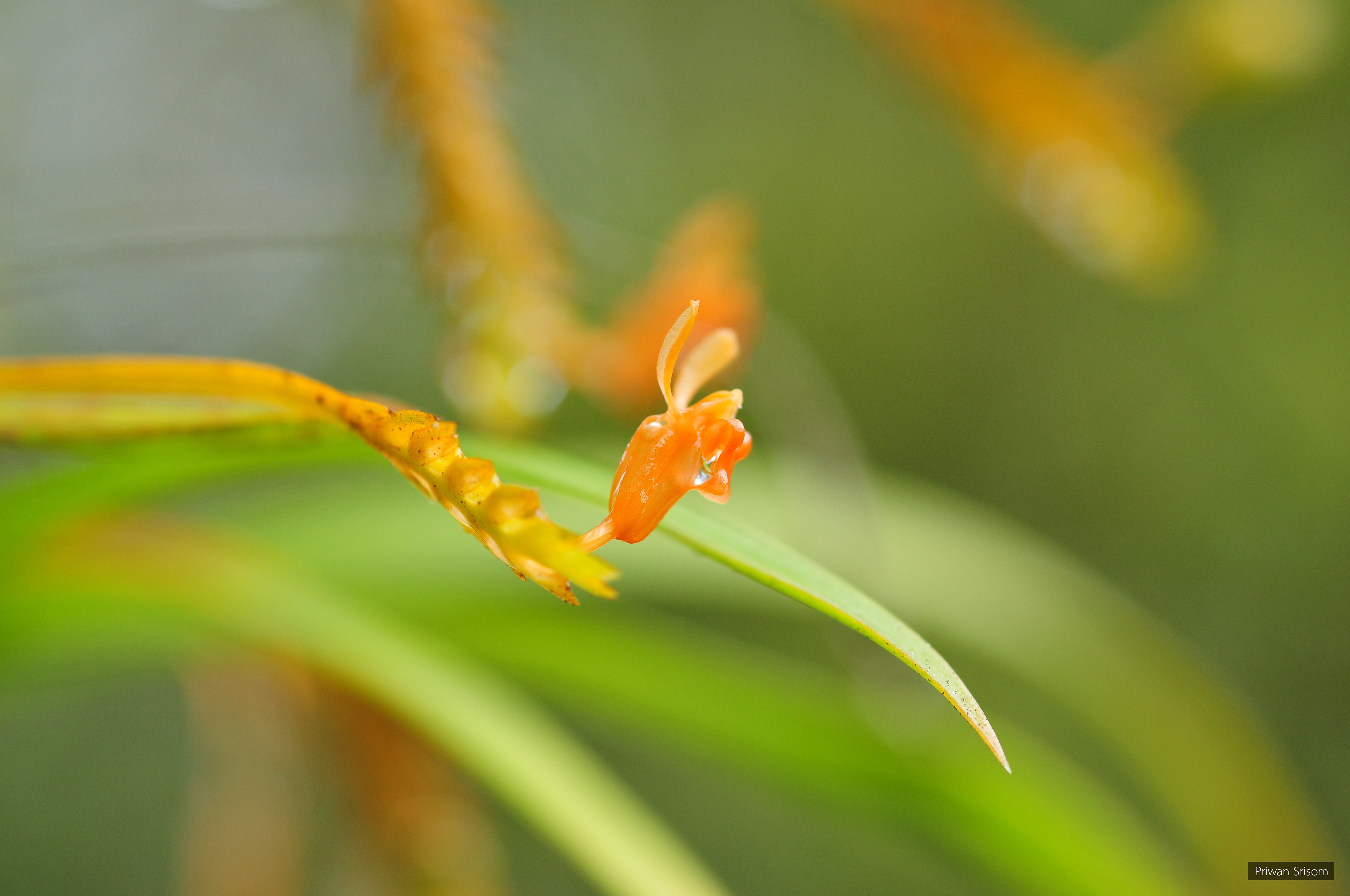 Stichorkis gibbosa