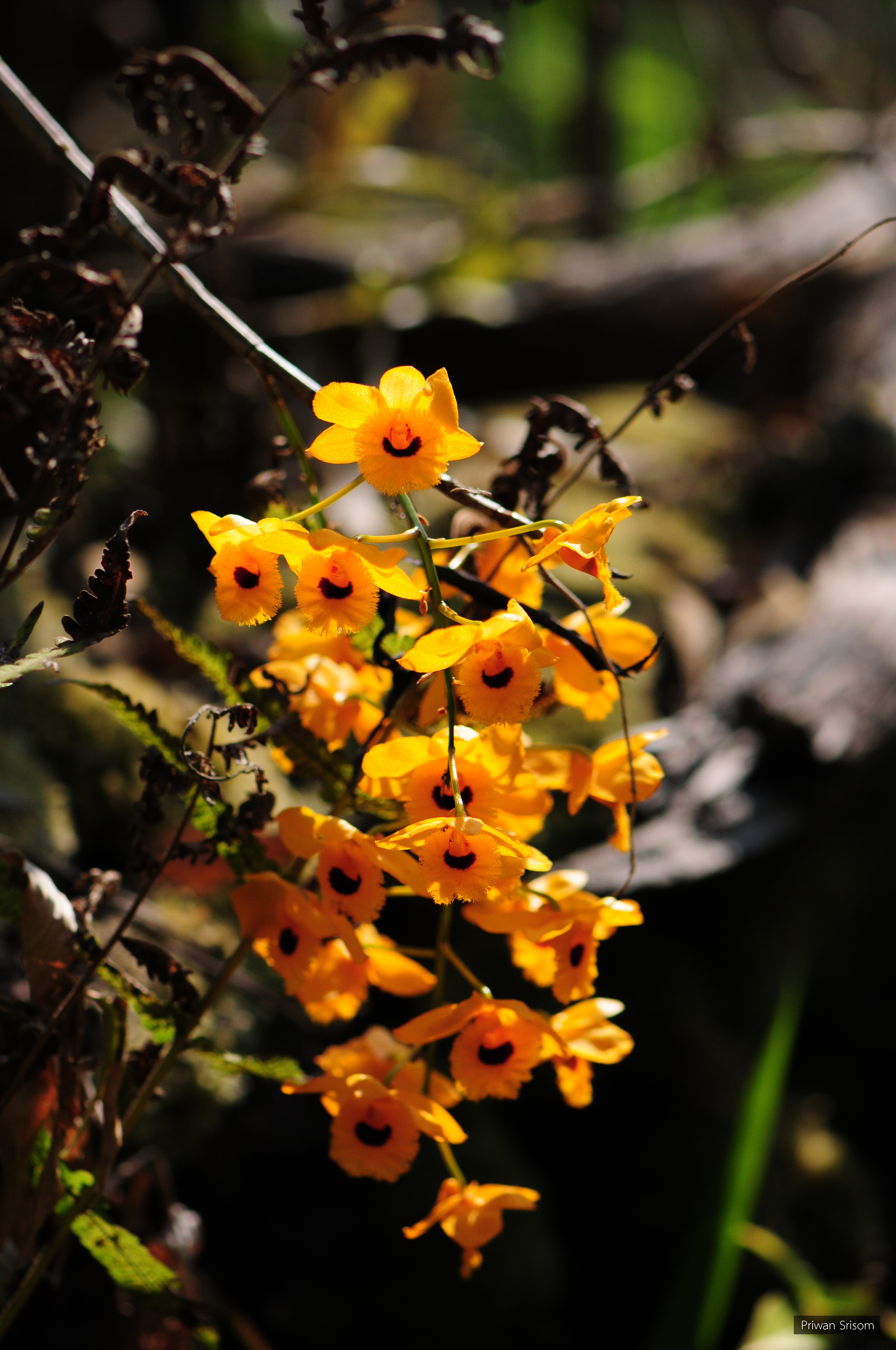 Dendrobium fimbriatum