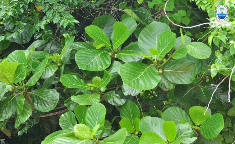 Guettarda speciosa