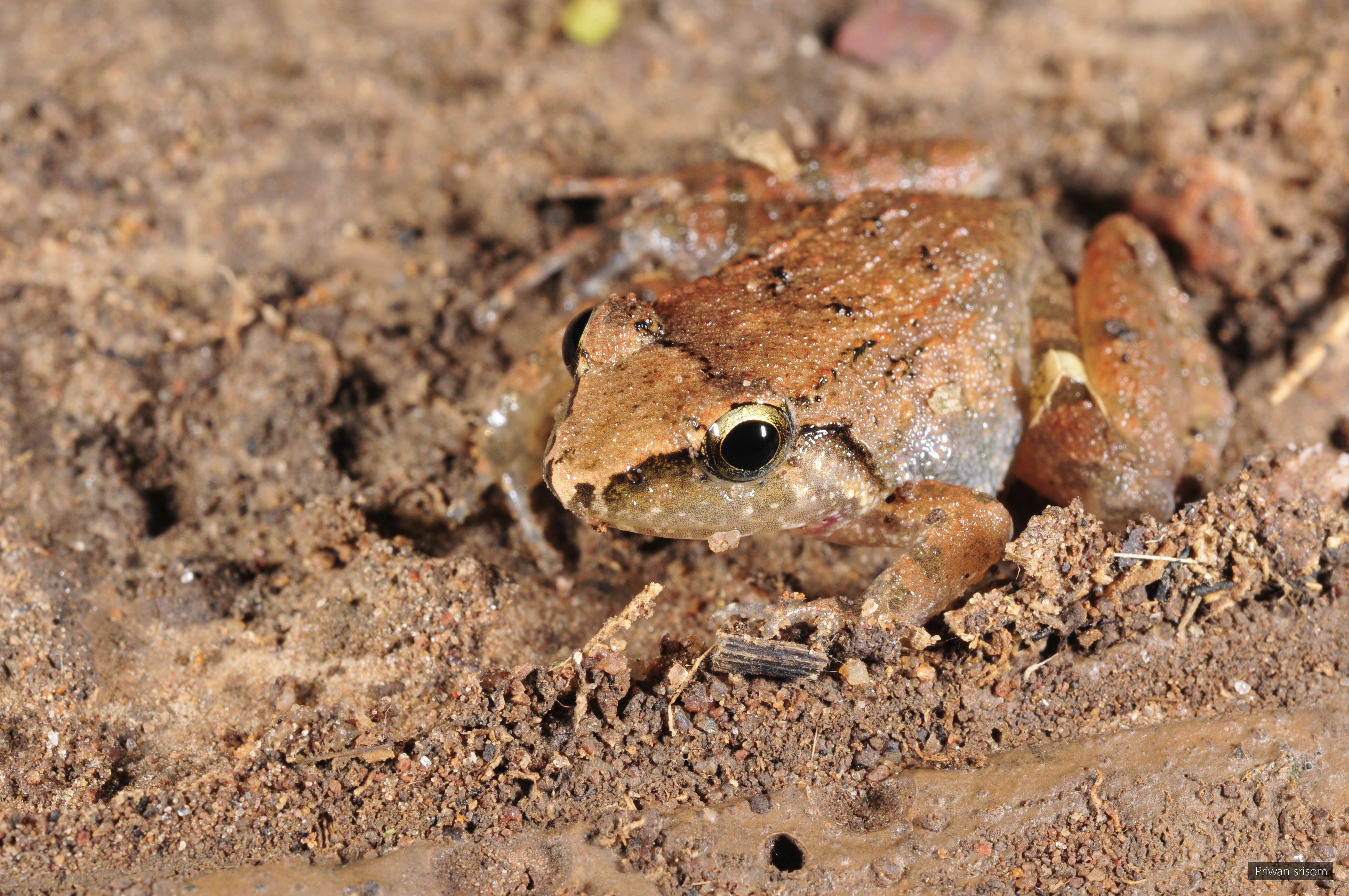 Limnonectes limborgi
