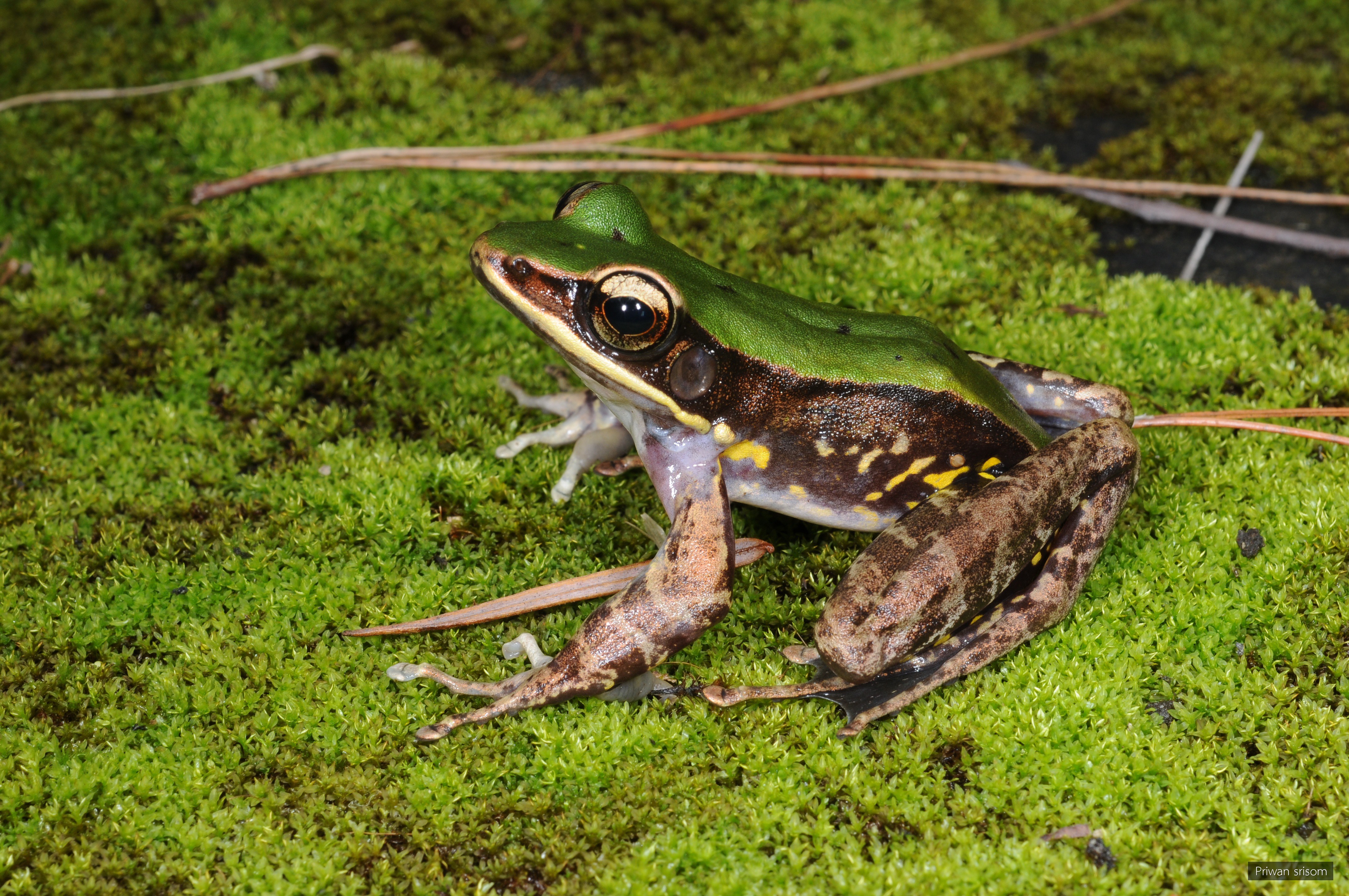 Odorrana aureola