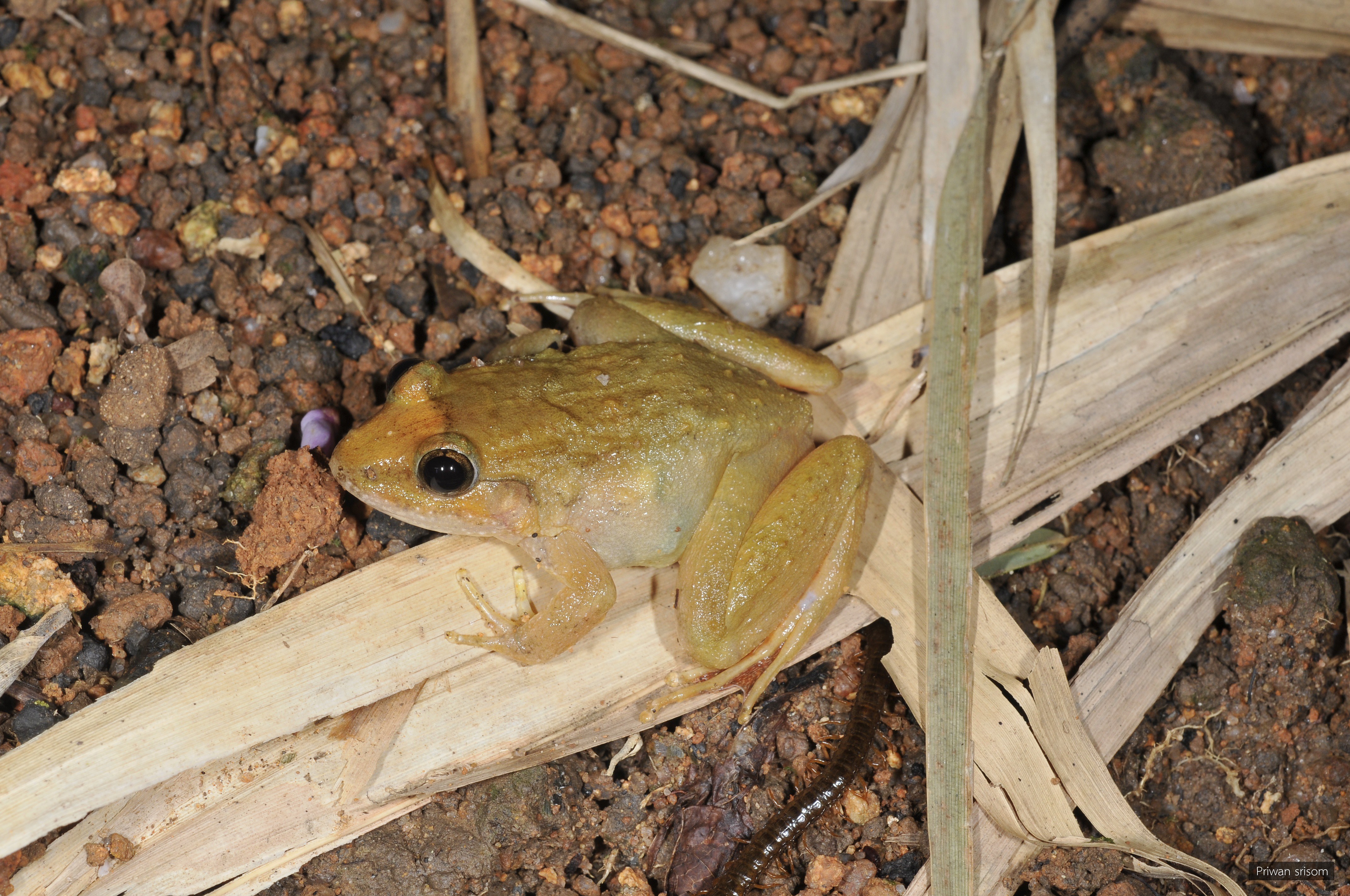 Limnonectes doriae