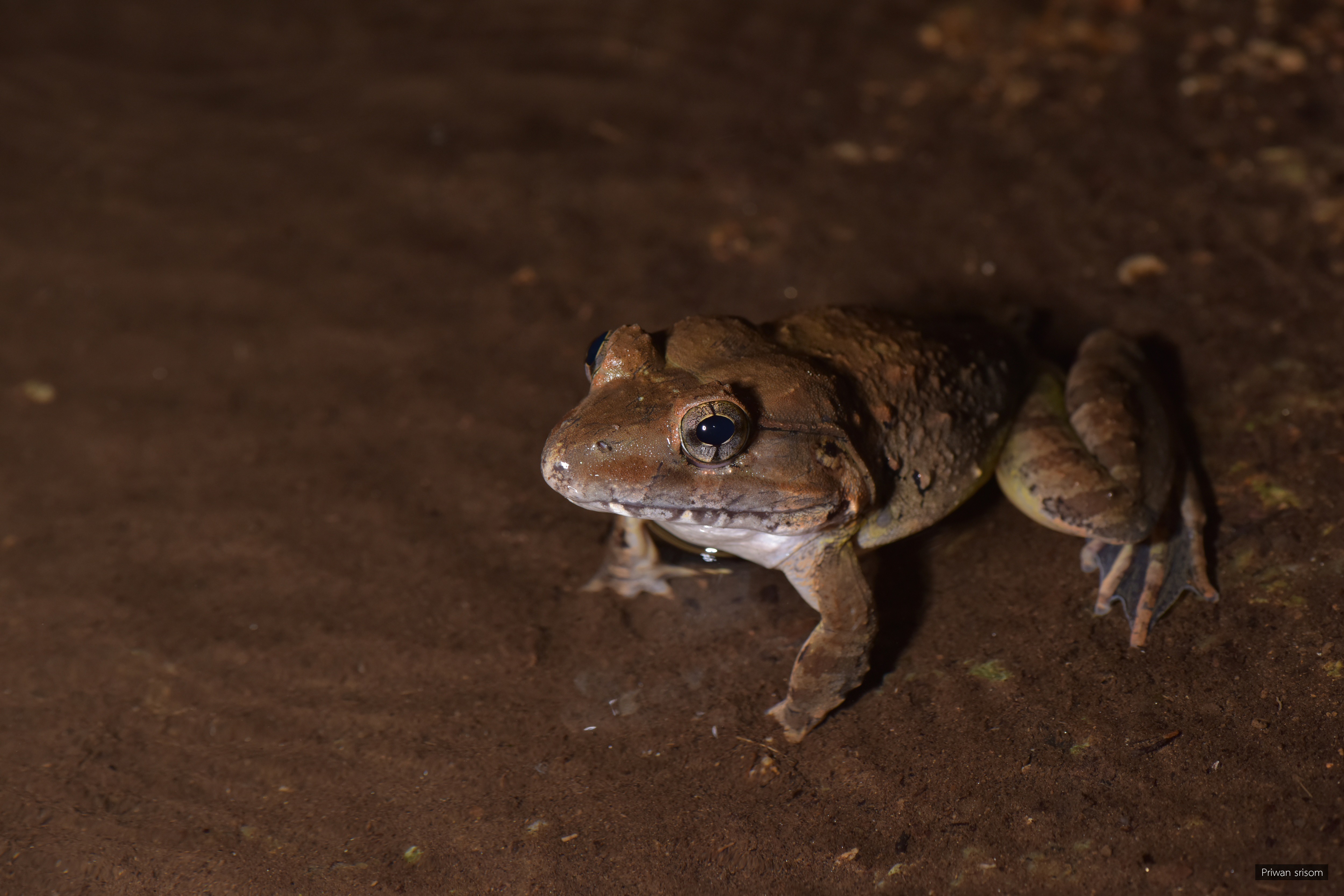Limnonectes blythii