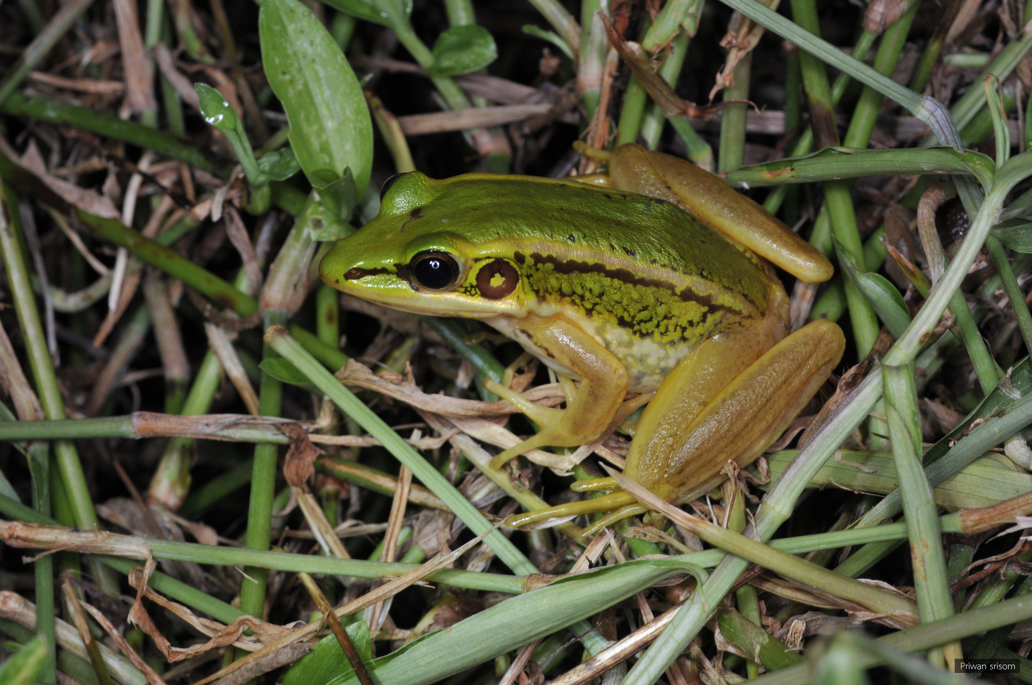 Hylarana erythraea