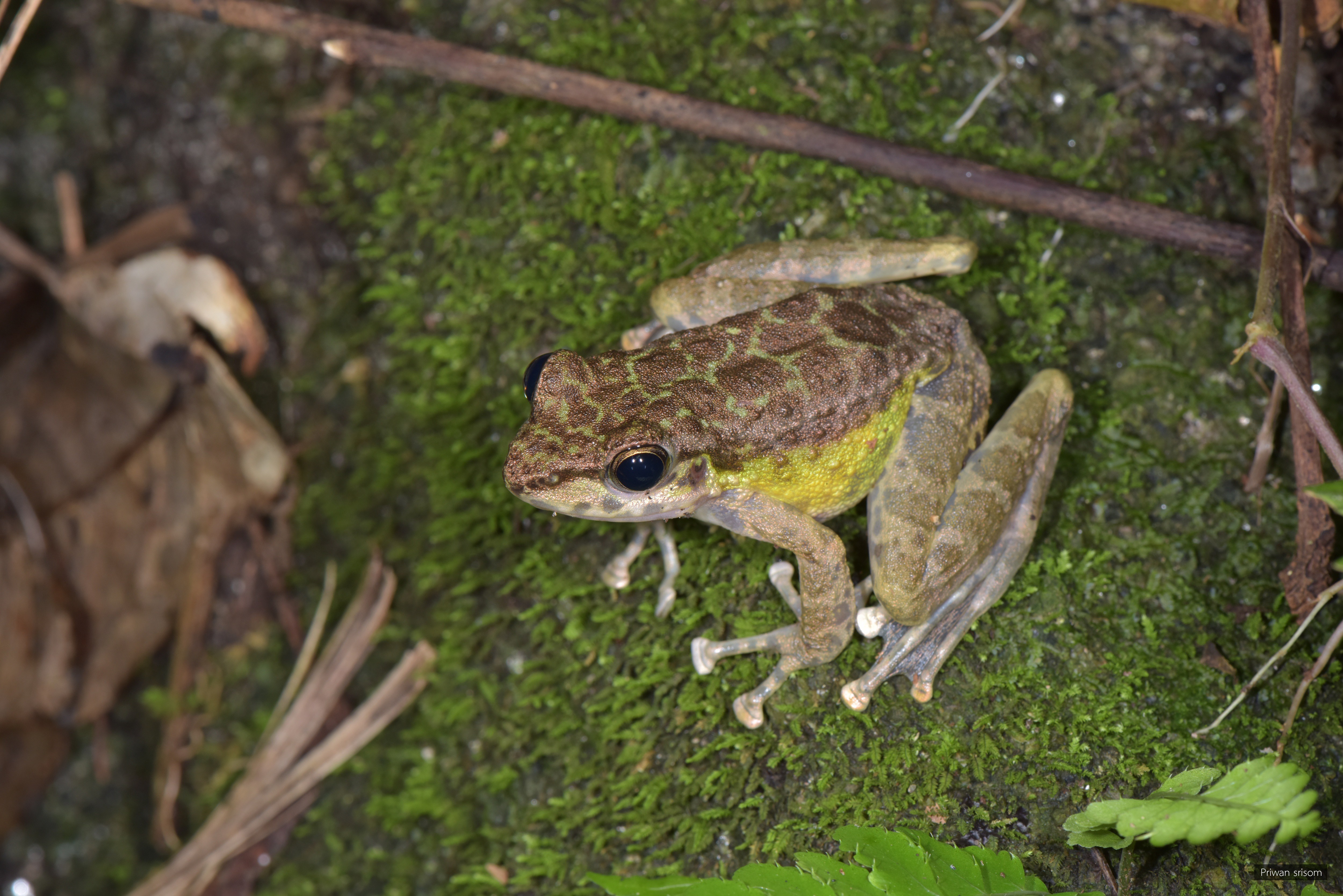 Amolops panhai