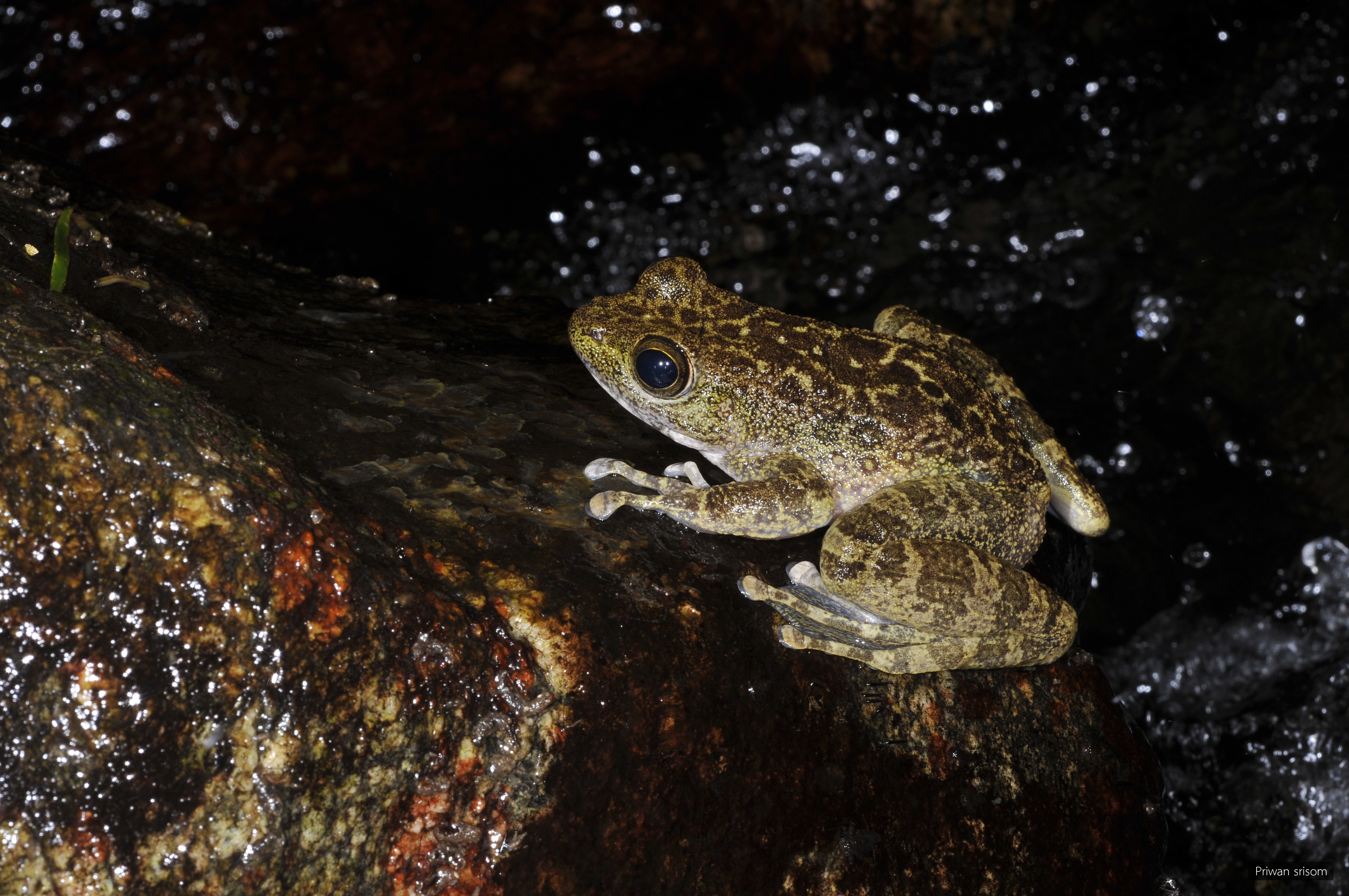 Amolops marmoratus