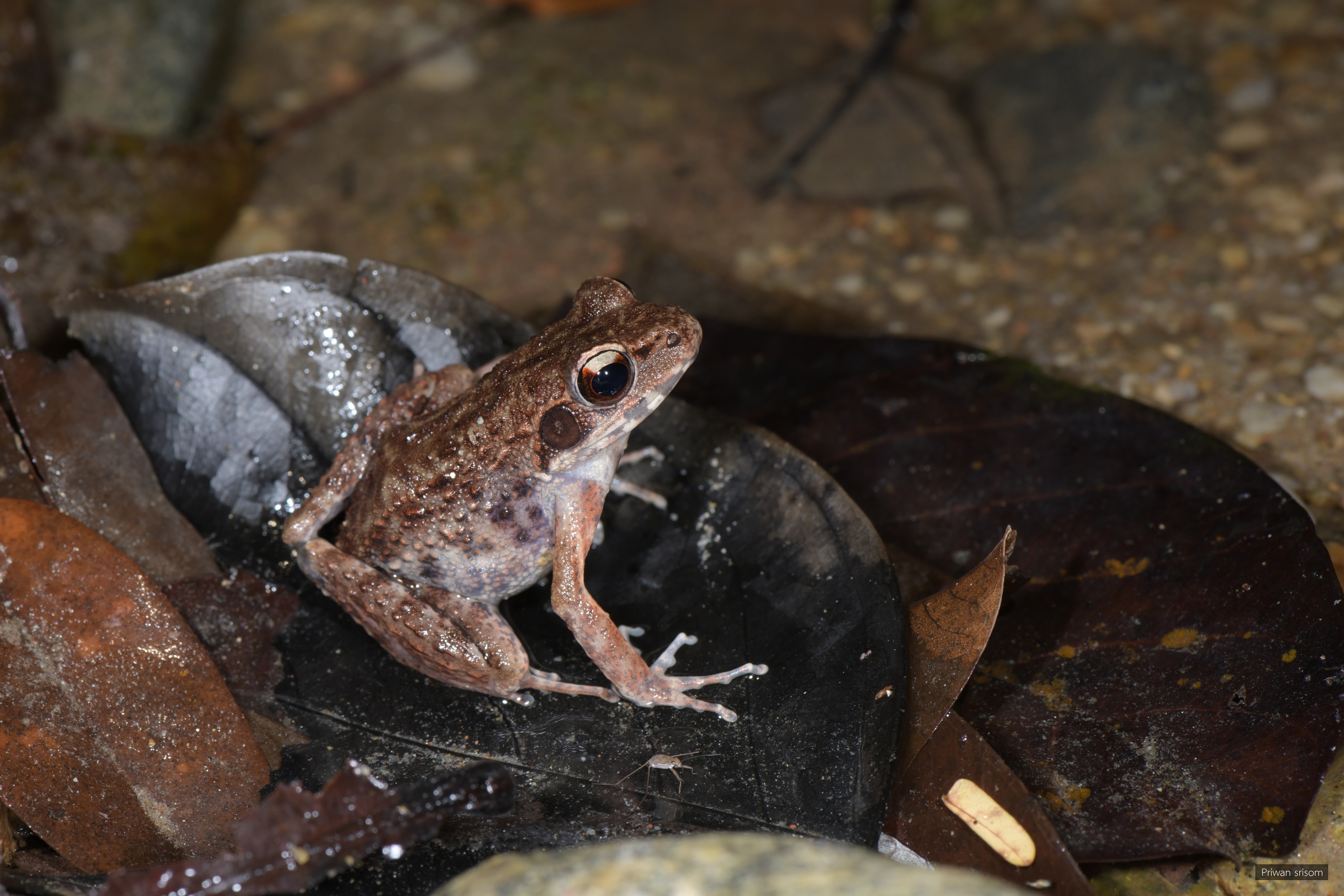 Pulchrana laterimaculata