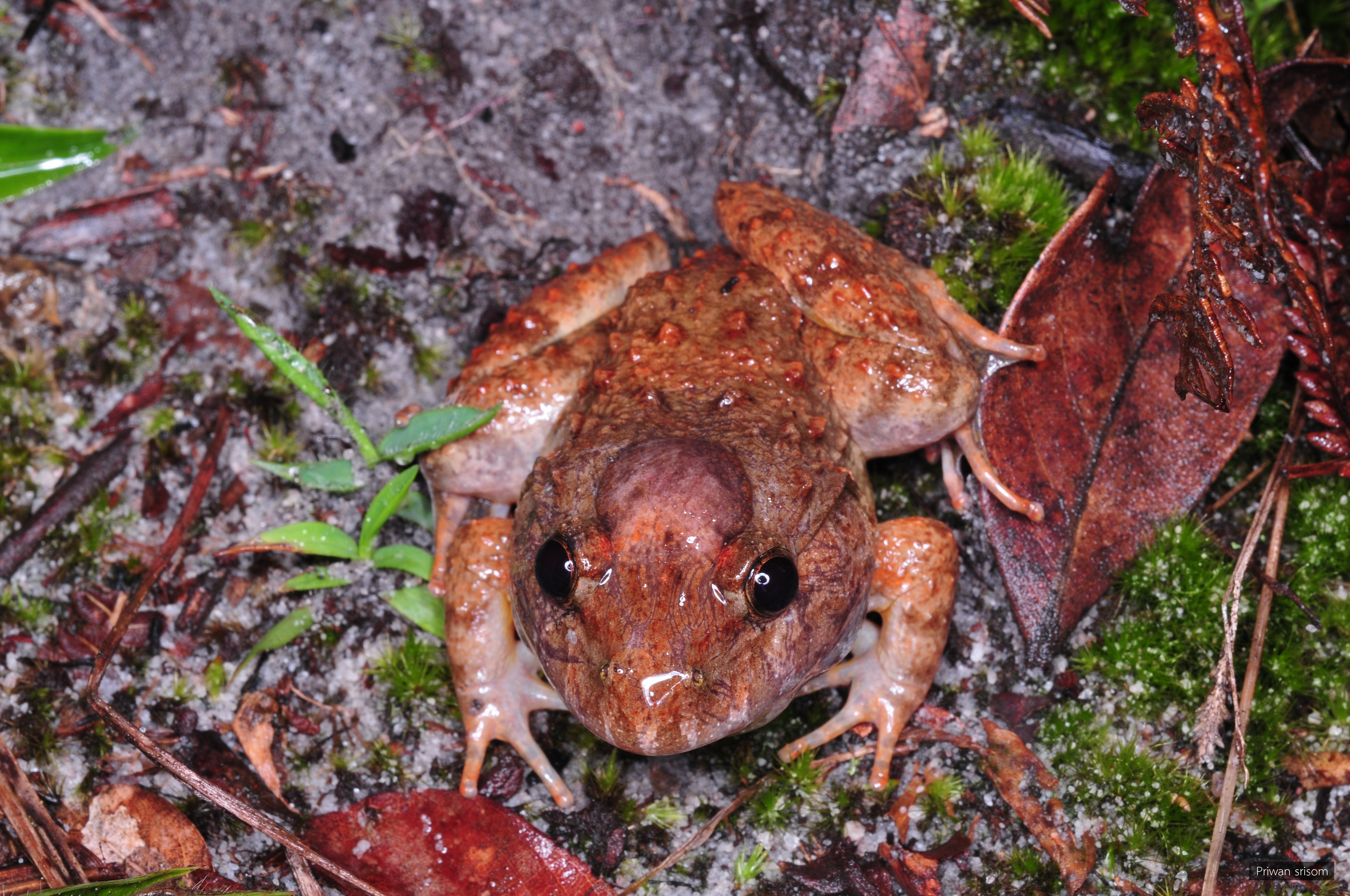 Limnonectes gyldenstolpei