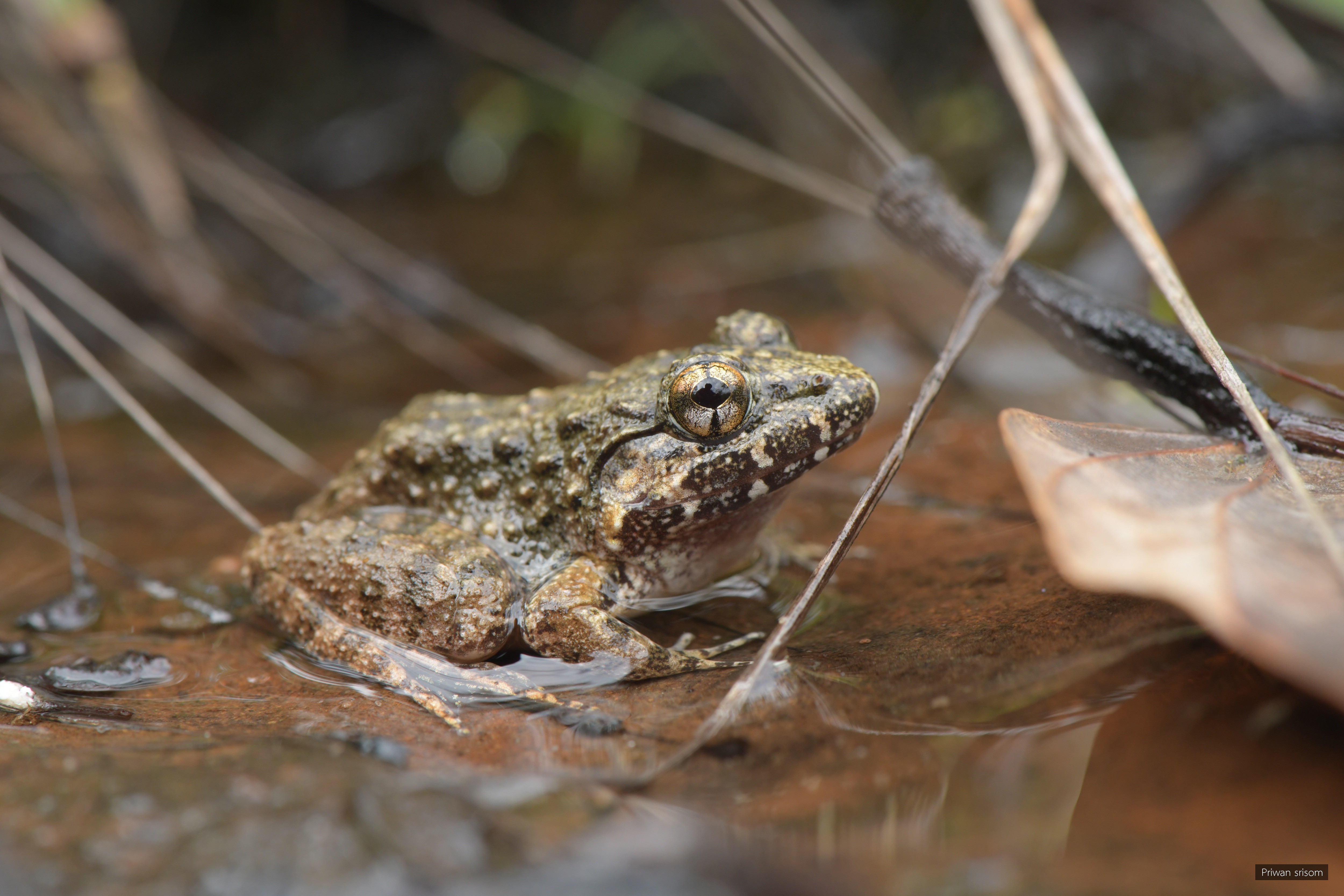 Limnonectes lauhachindai