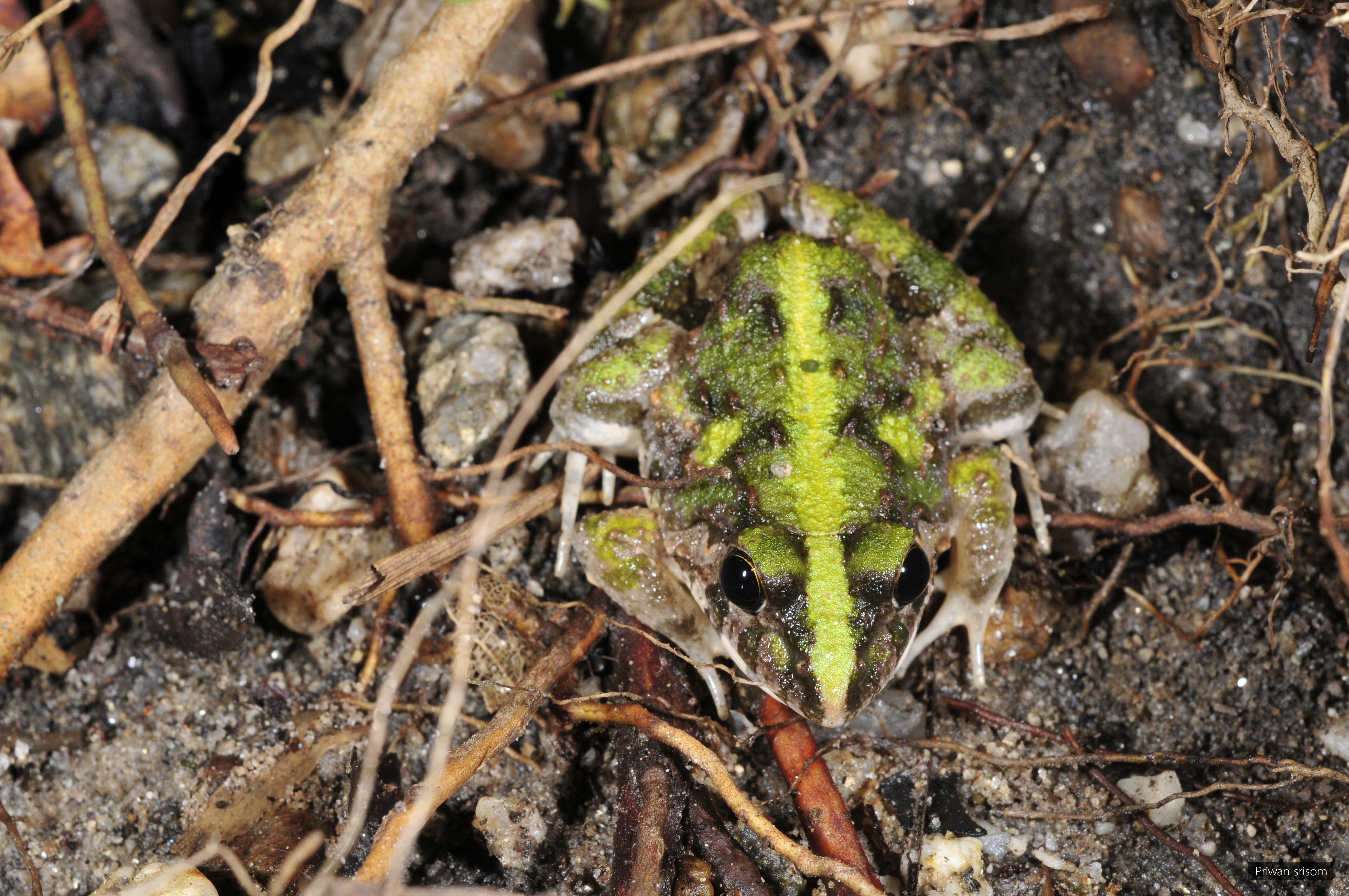 Fejervarya limnocharis