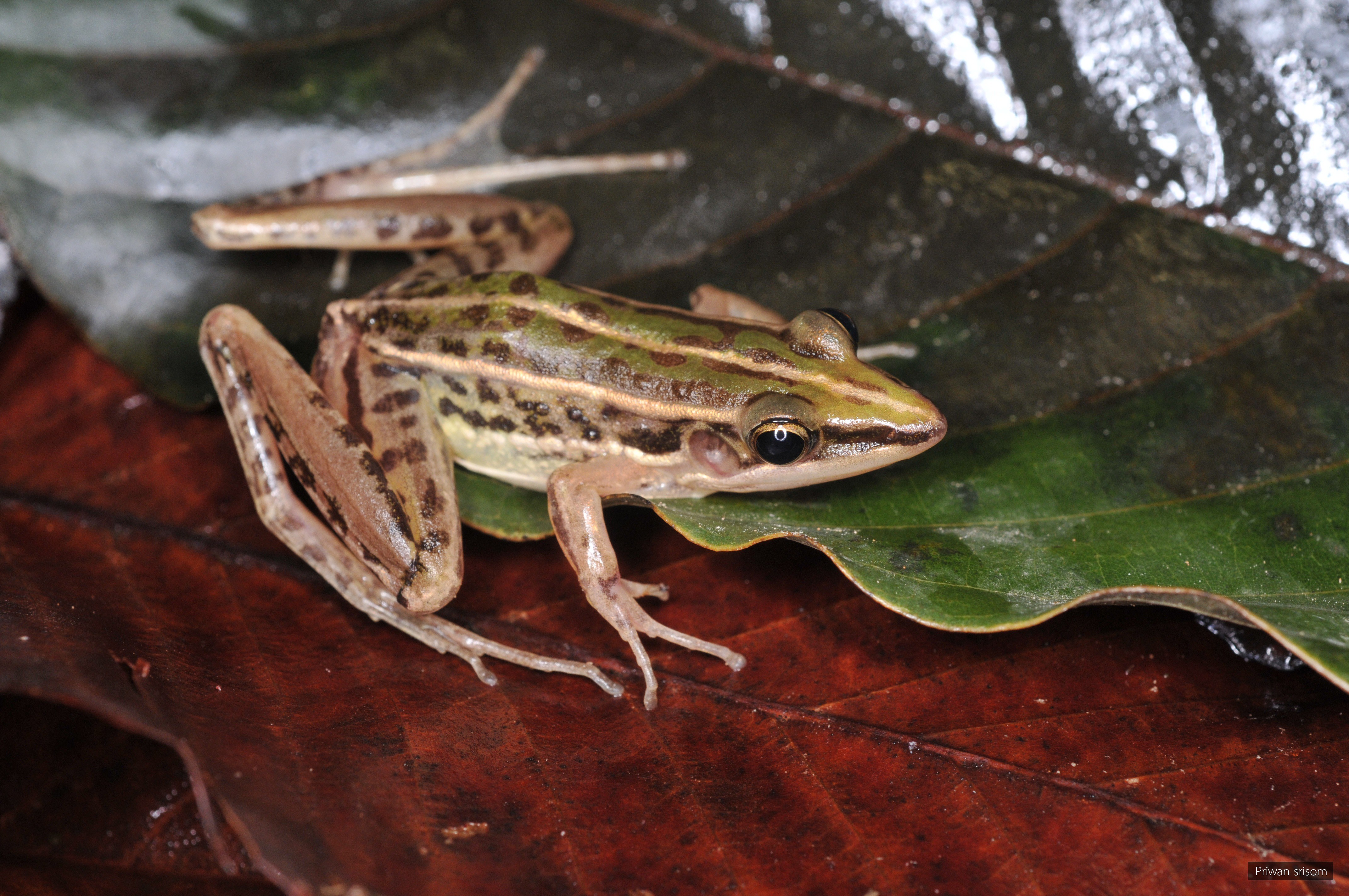 Hylarana macrodactyla