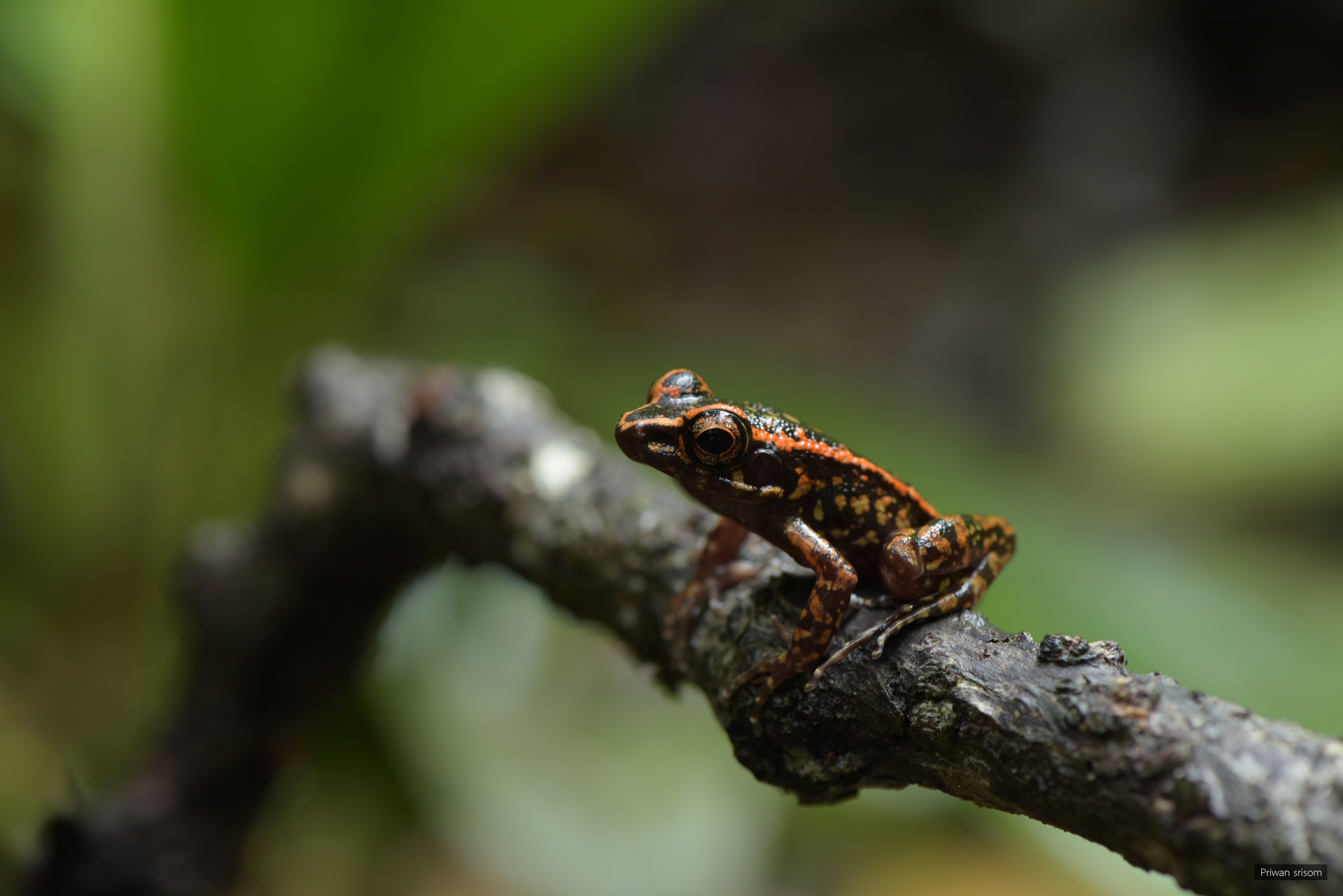 Pulchrana signata