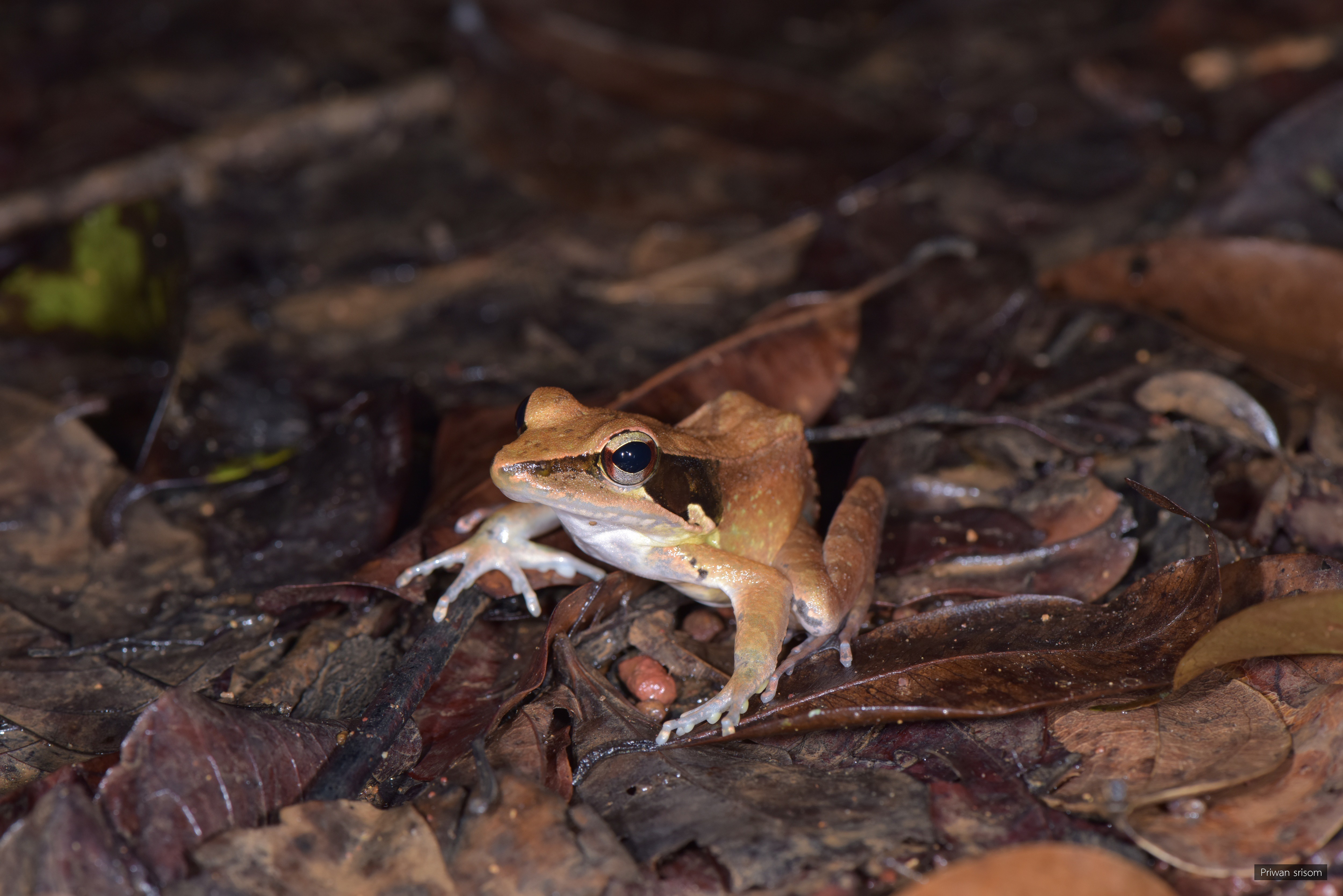 Humerana miopus