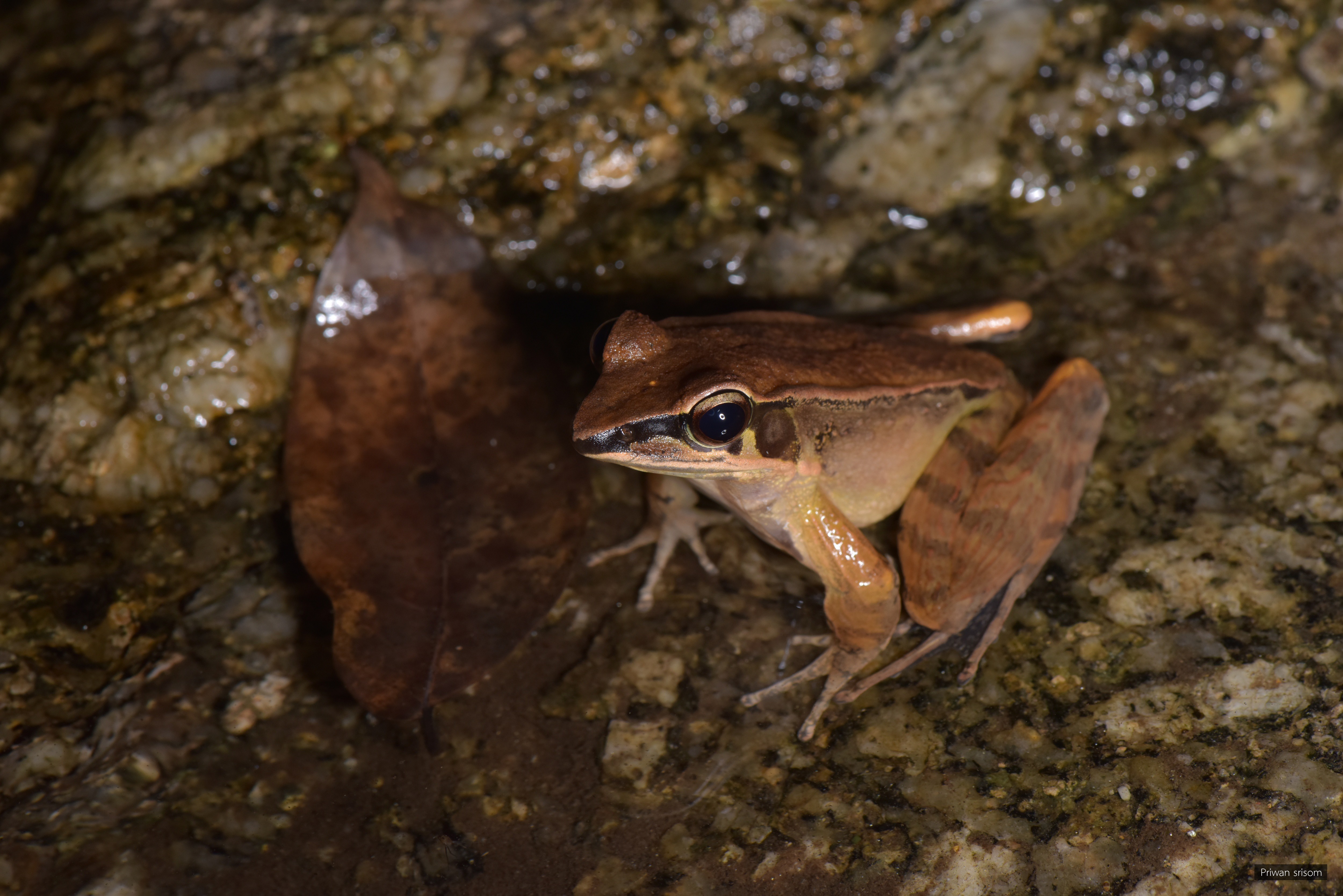 Sylvirana cubitalis