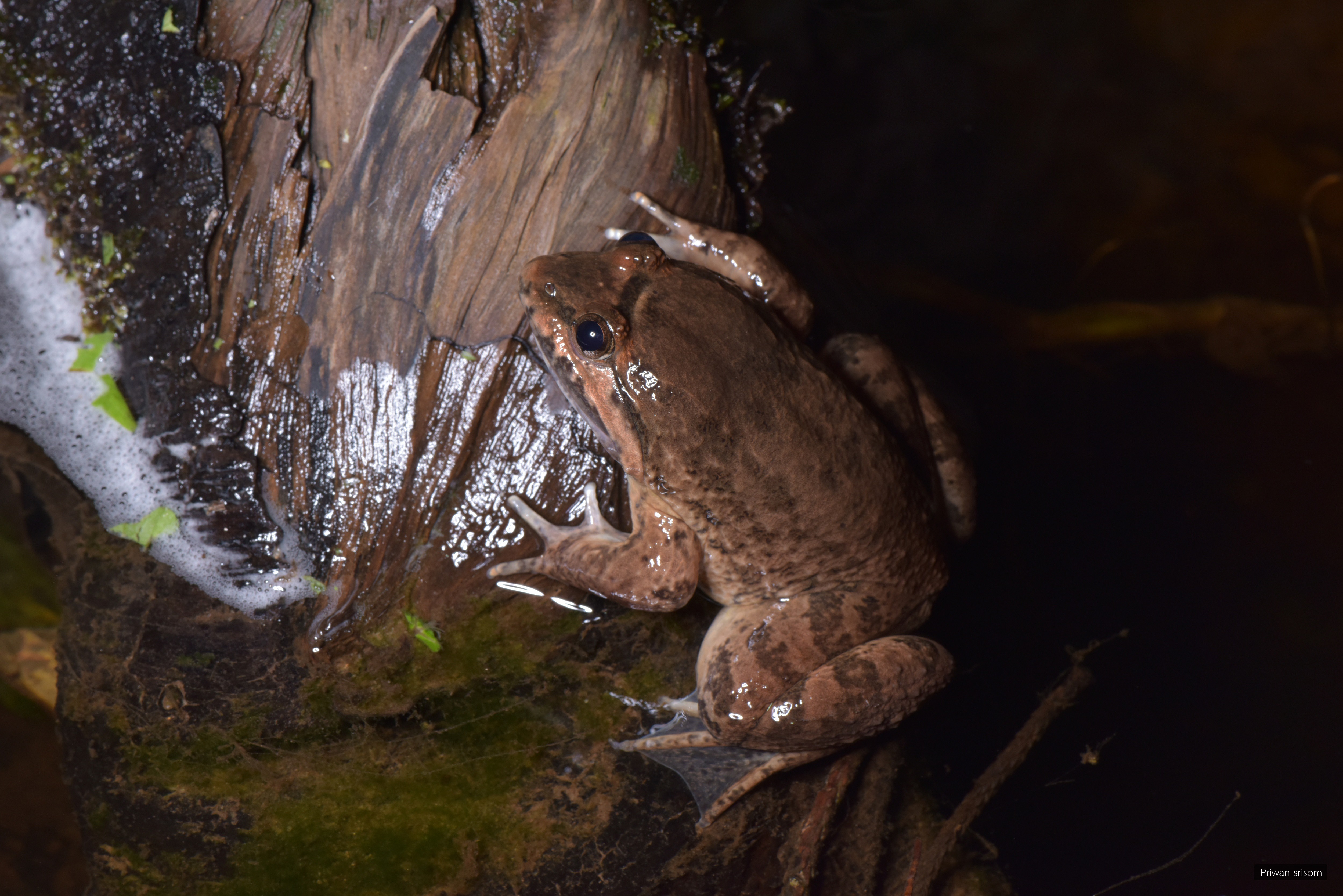 Limnonectes isanensis