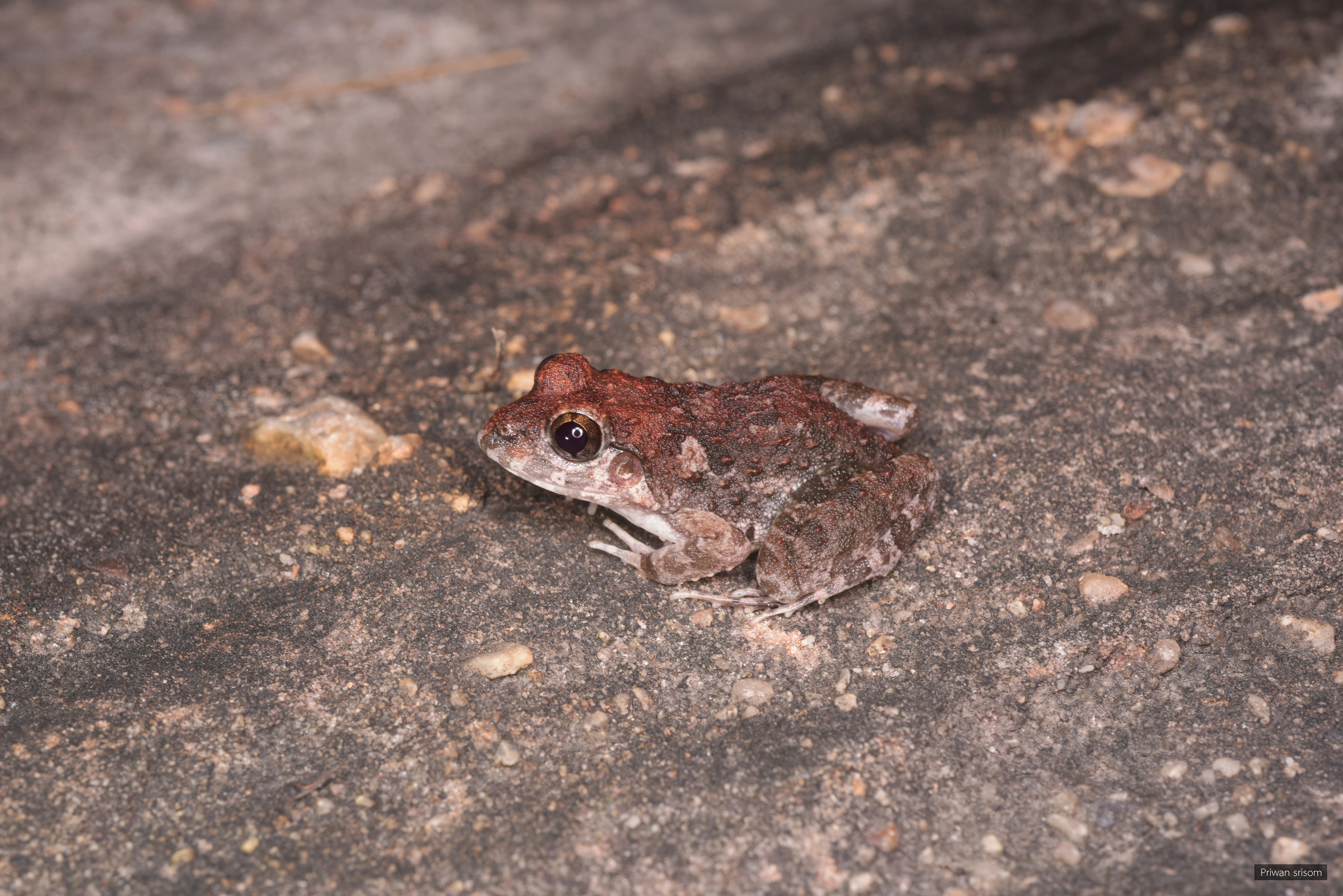 Fejervarya triora