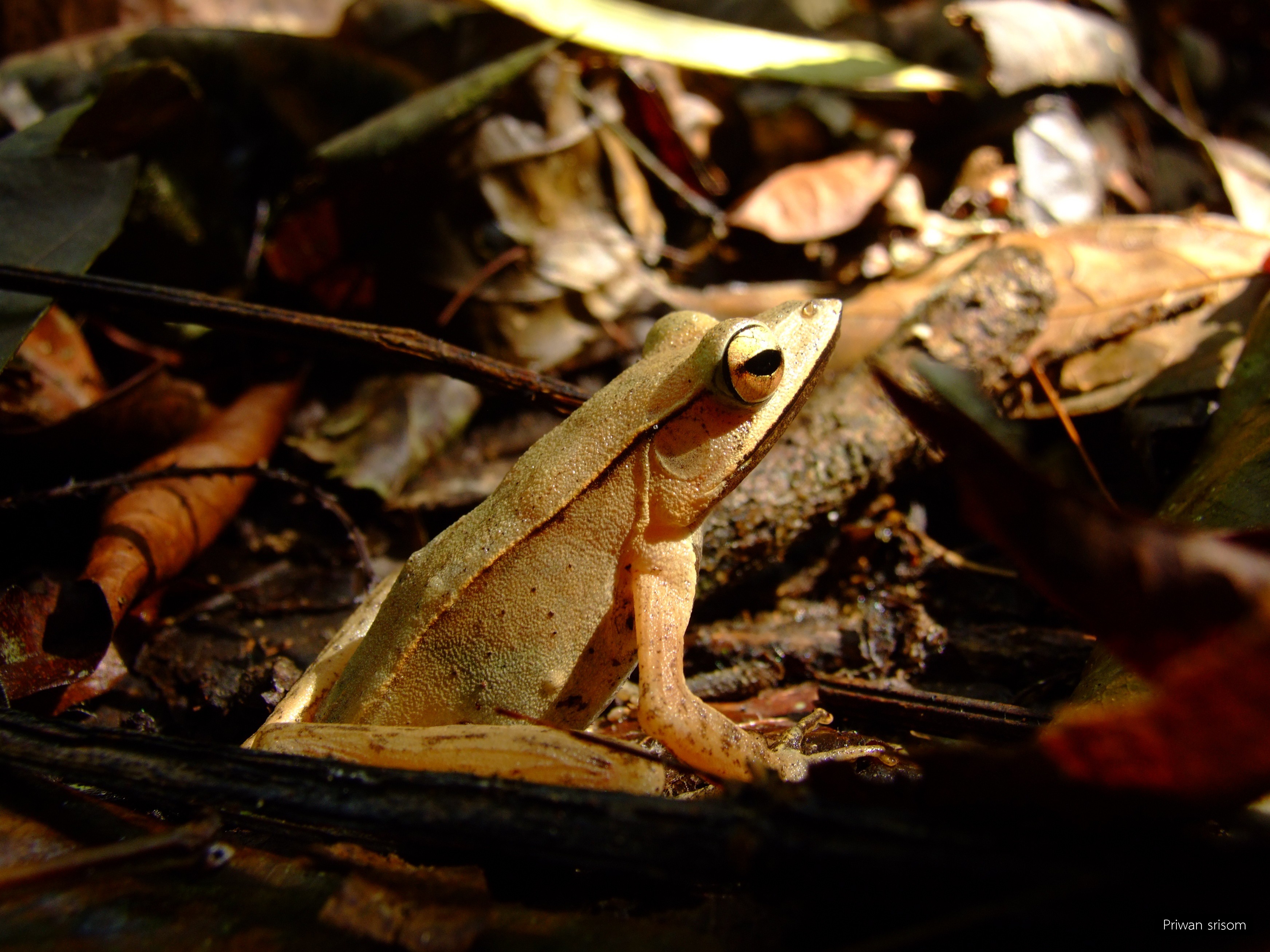 Clinotarsus penelope
