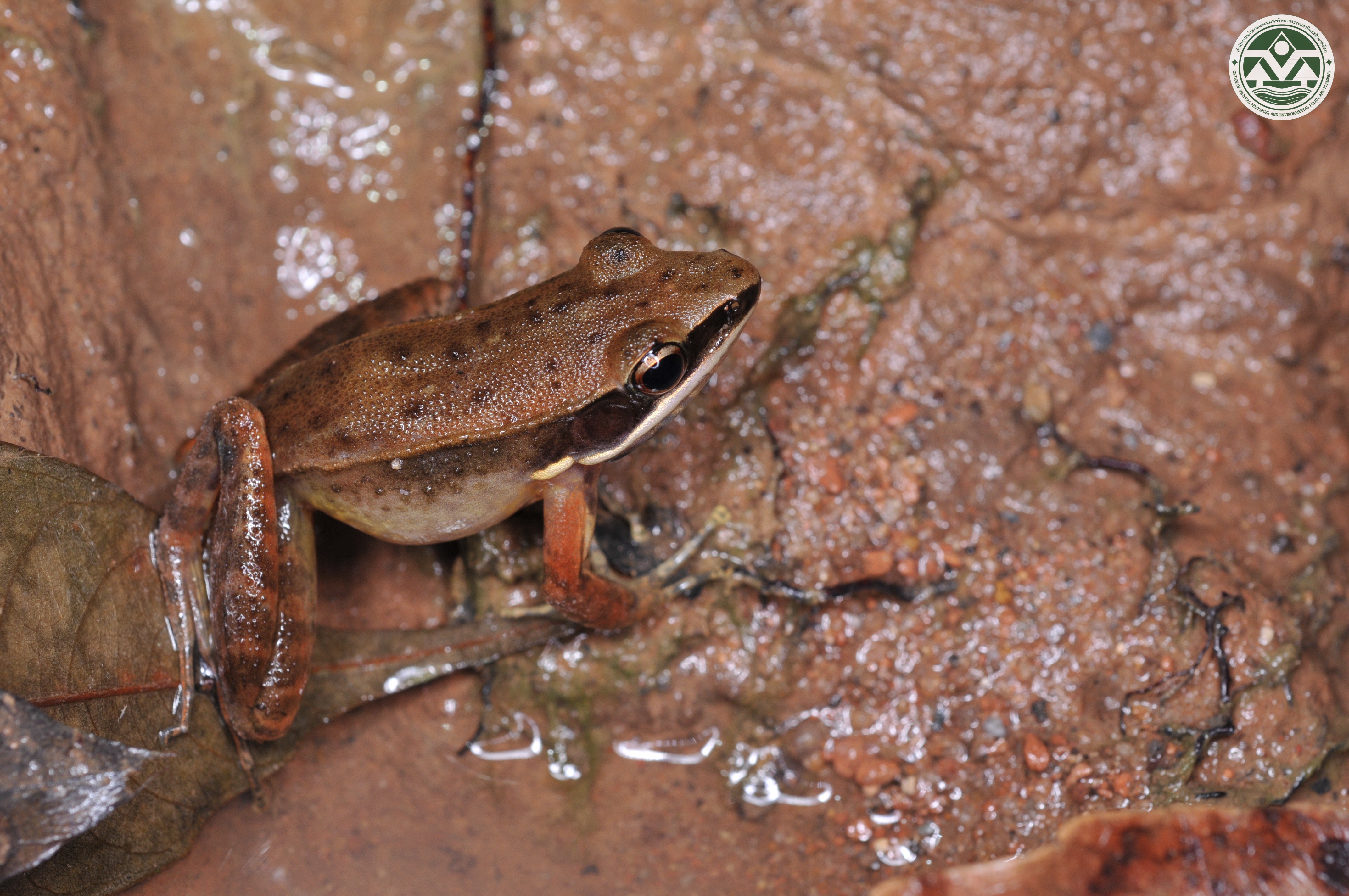 Indosylvirana milleti
