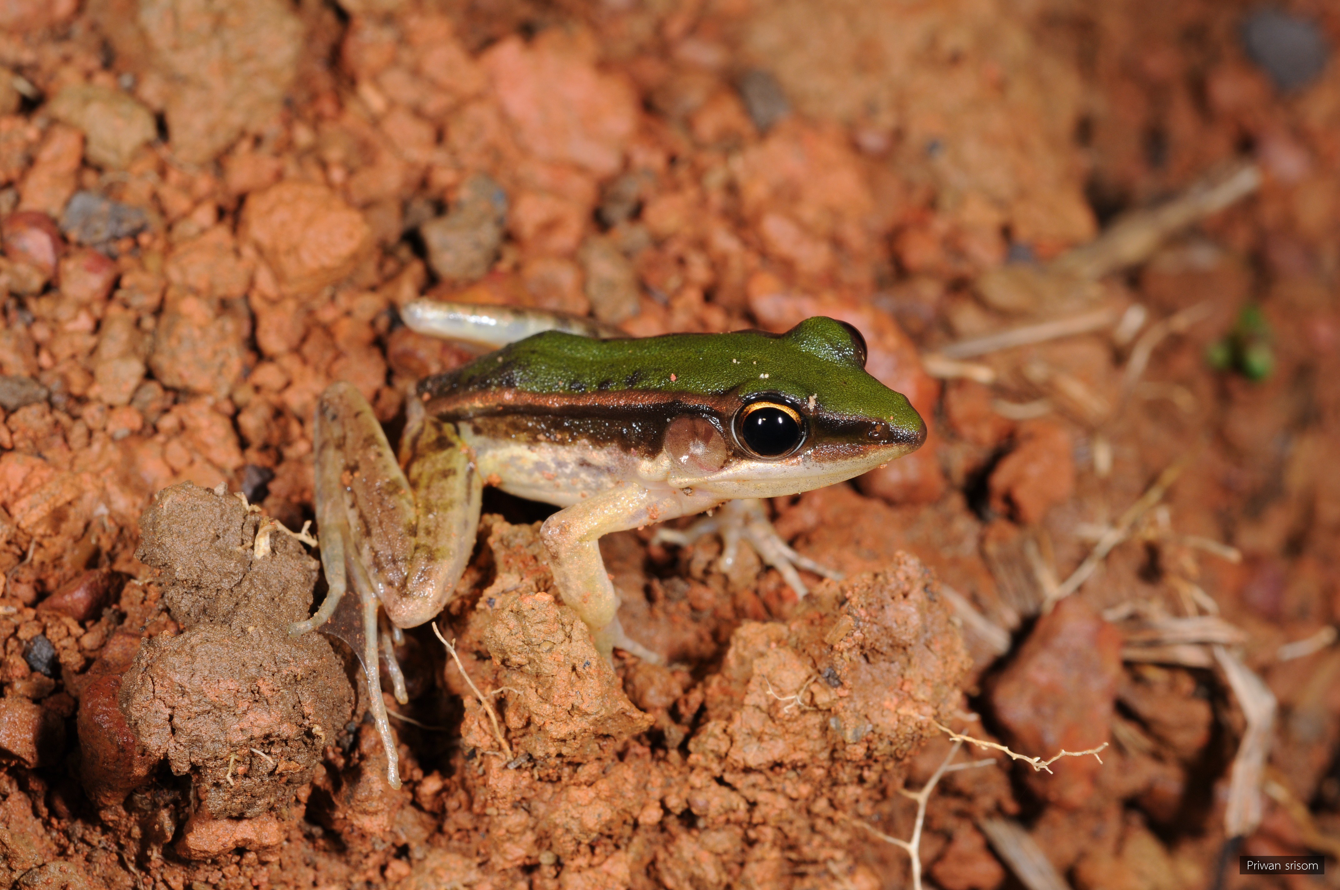 Hylarana taipehensis