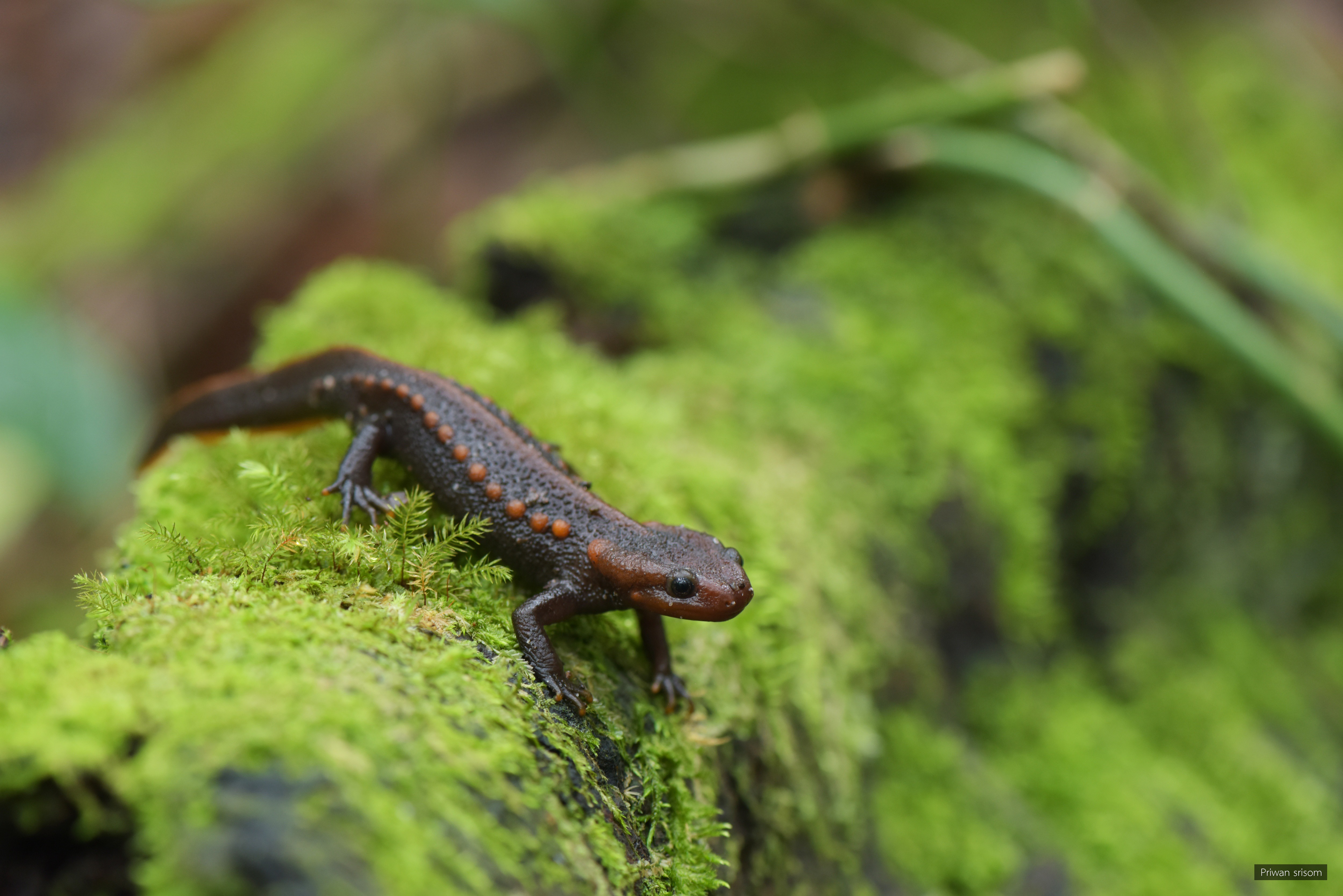 Tylototriton panhai