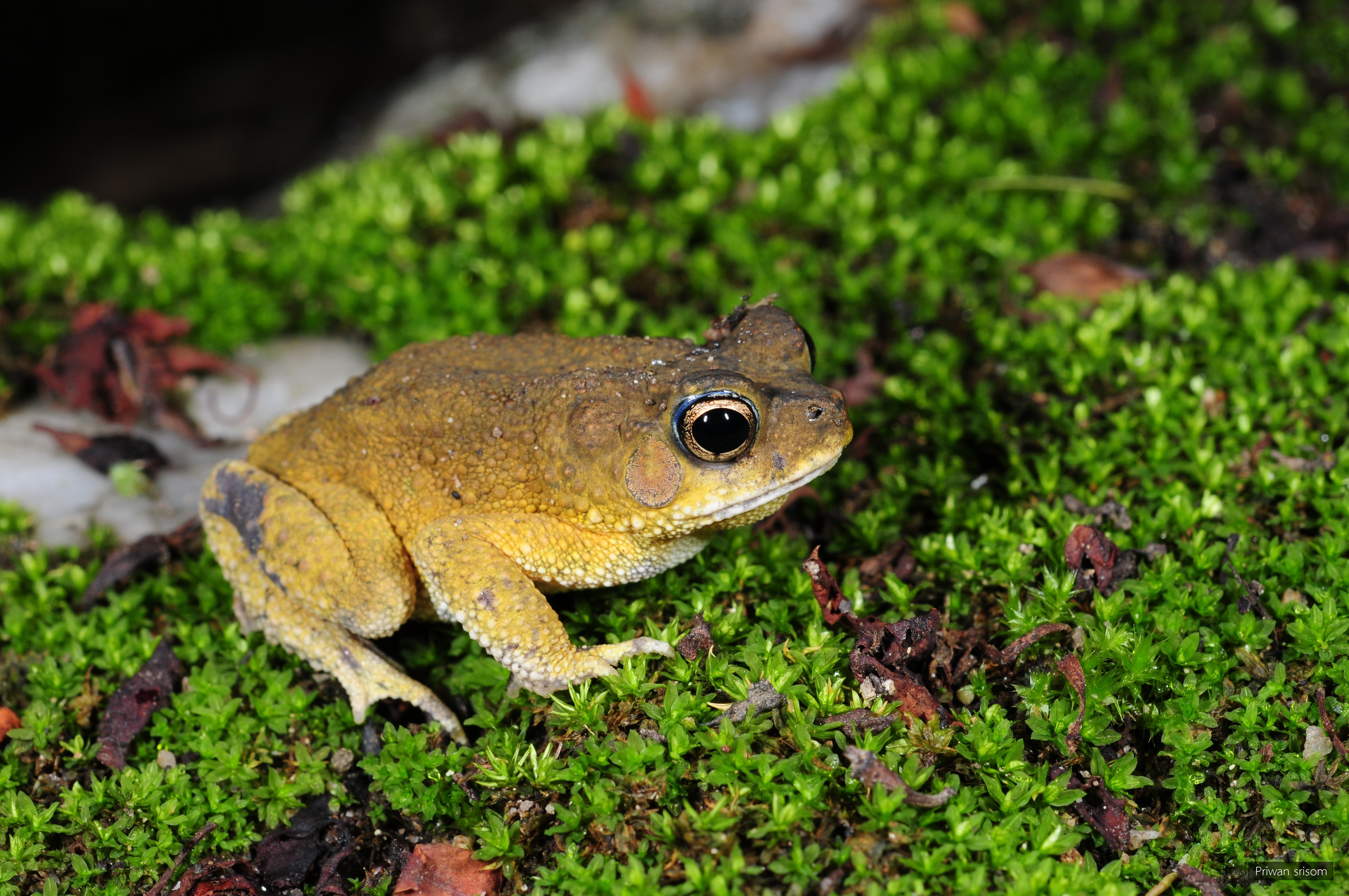 Ingerophrynus macrotis