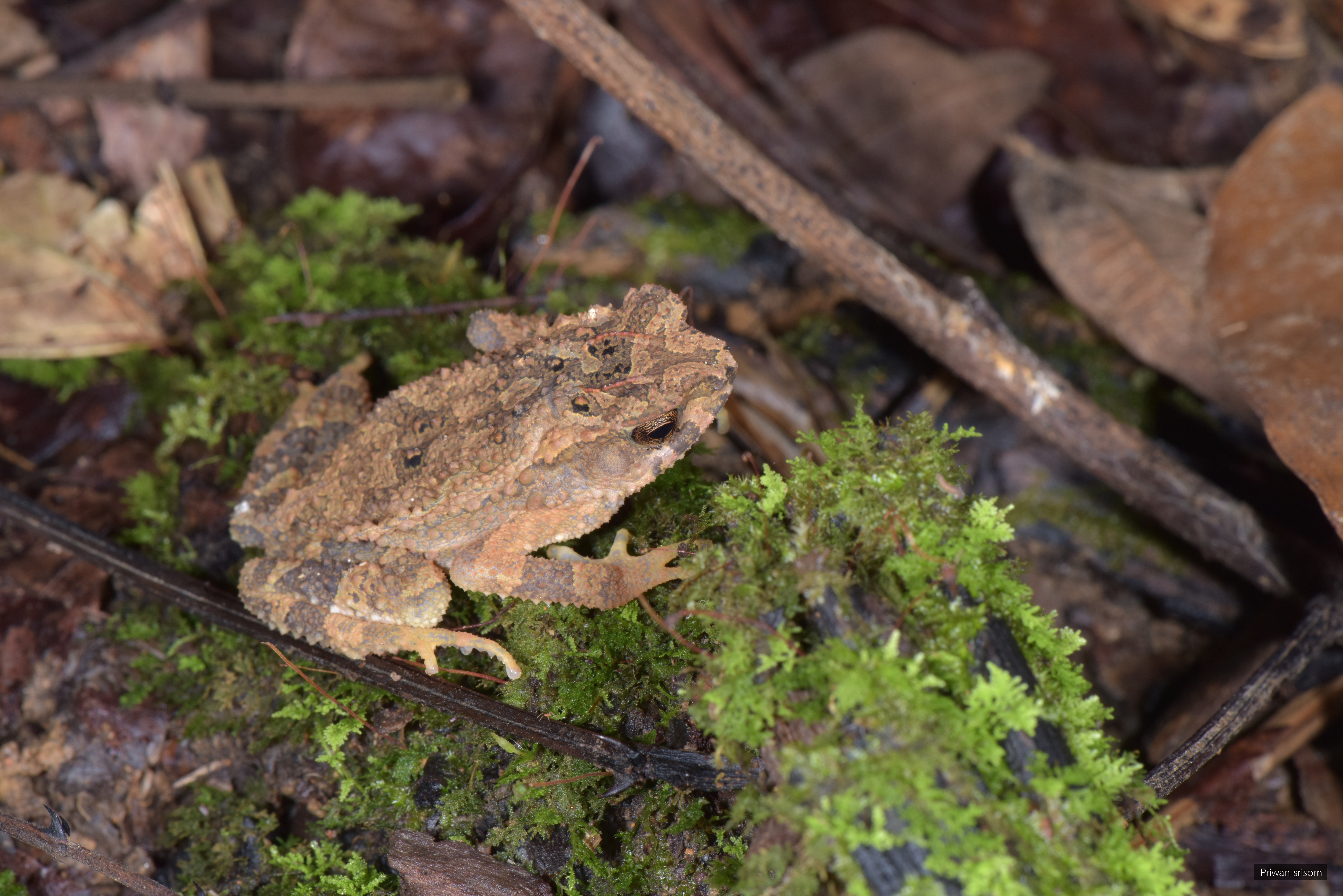 Ingerophrynus parvus