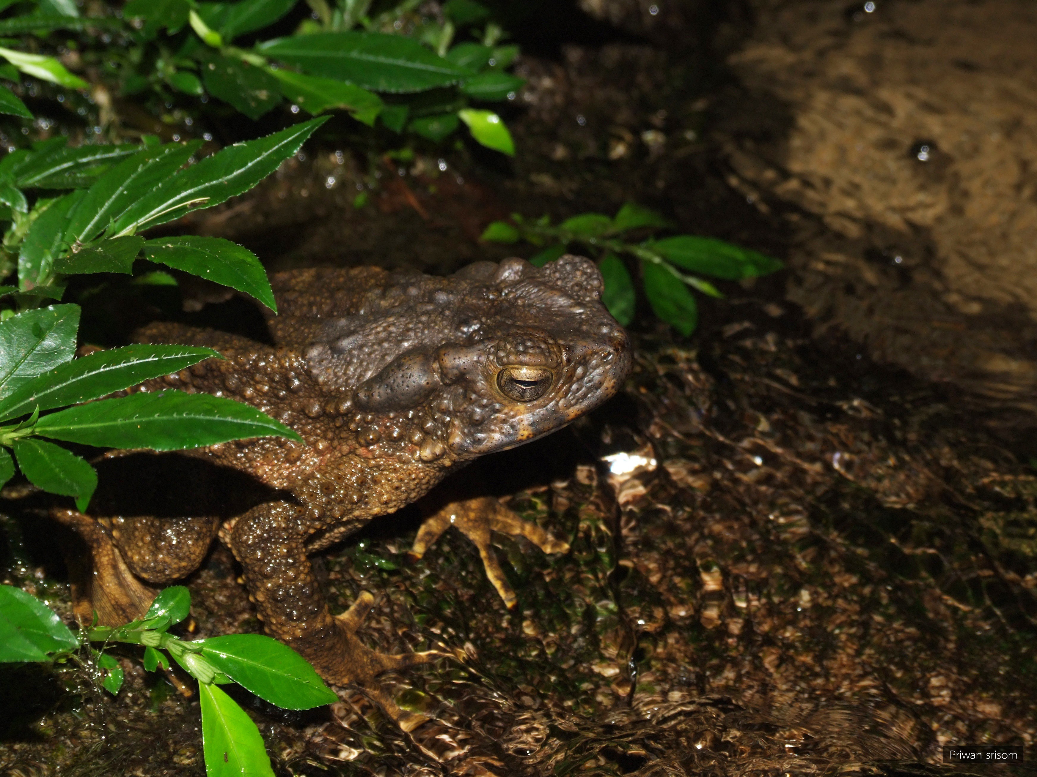 Phrynoidis aspera