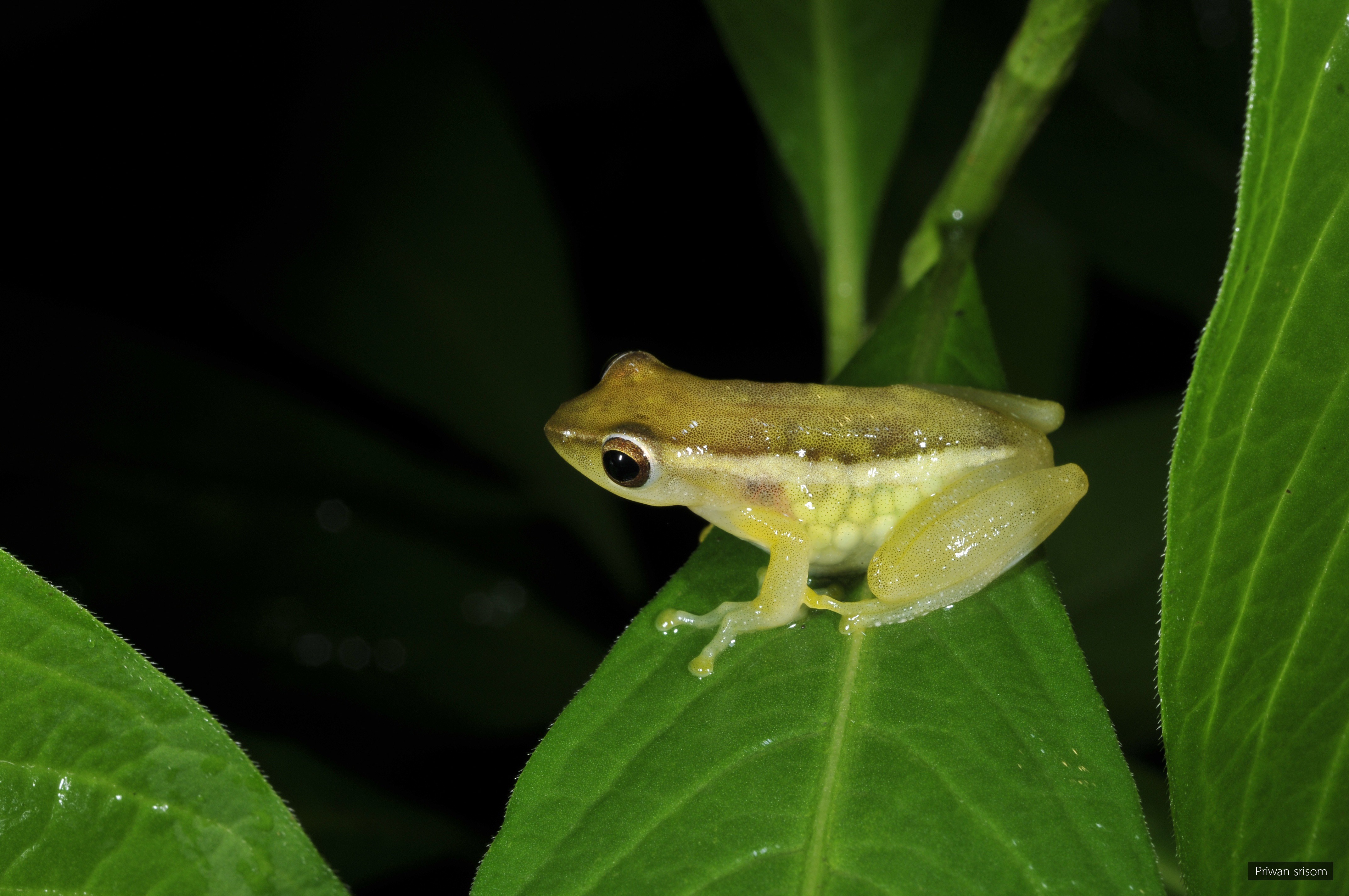 Feihyla vittata
