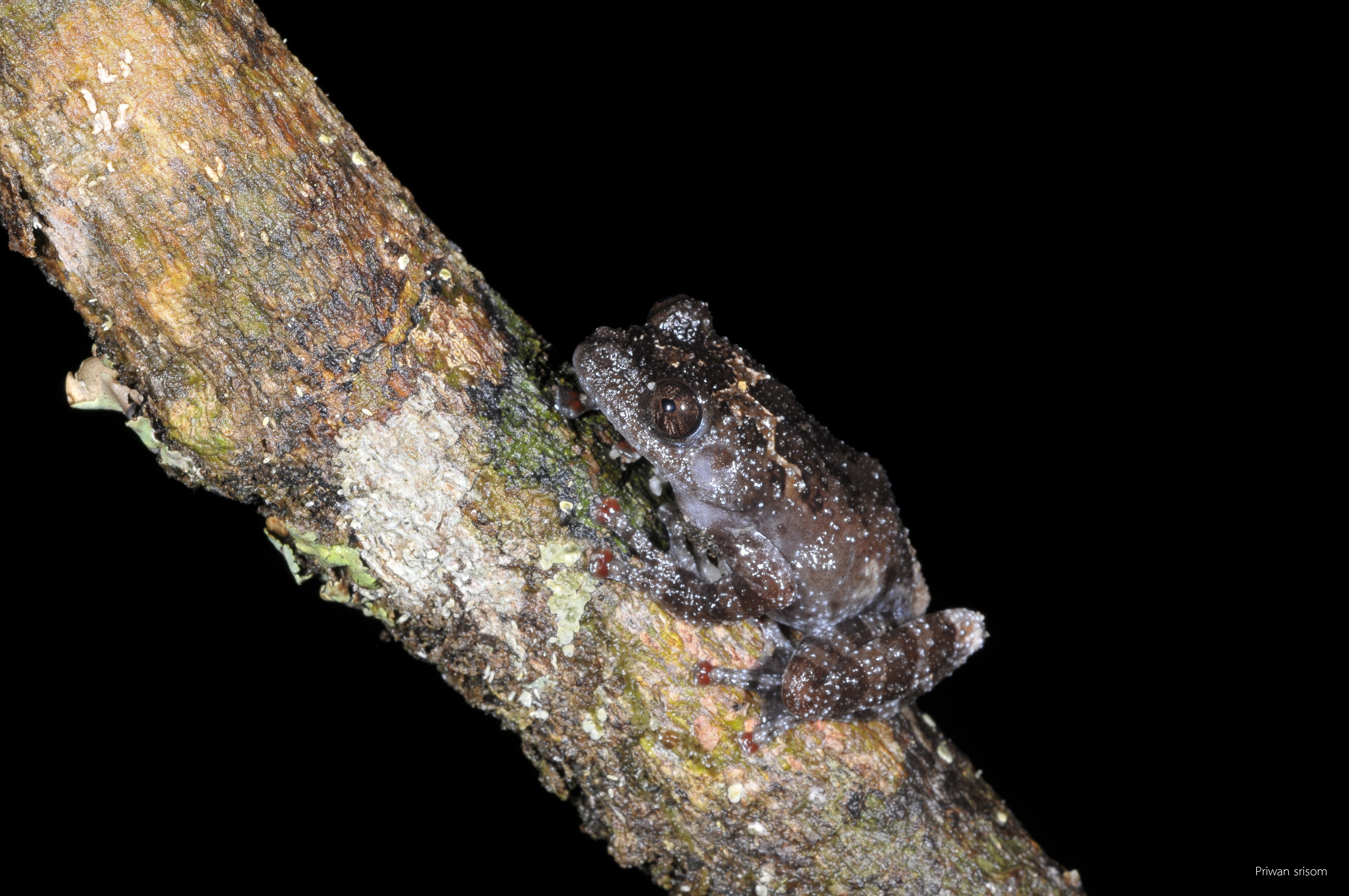 Theloderma stellatum