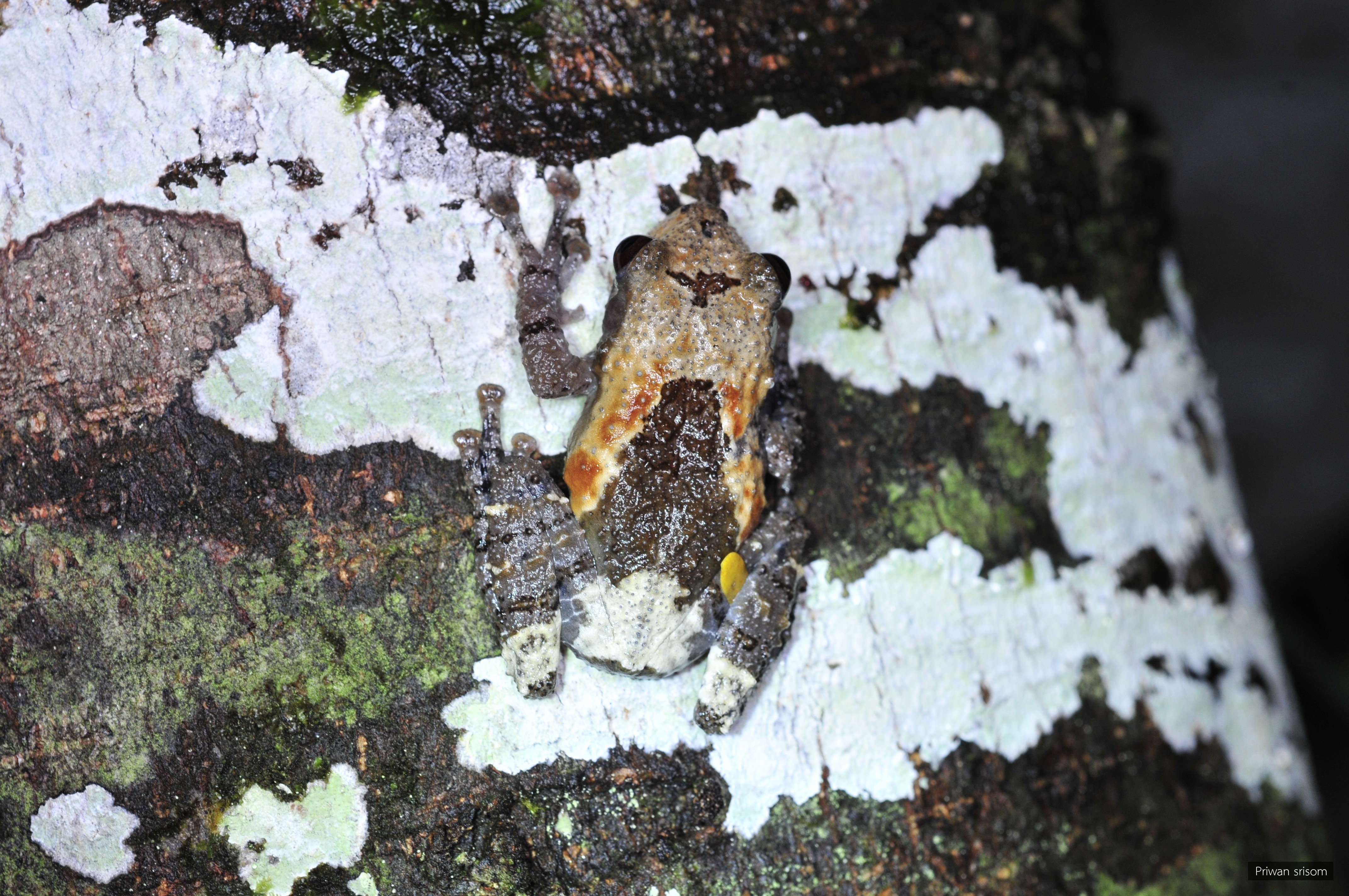 Theloderma albopunctatum