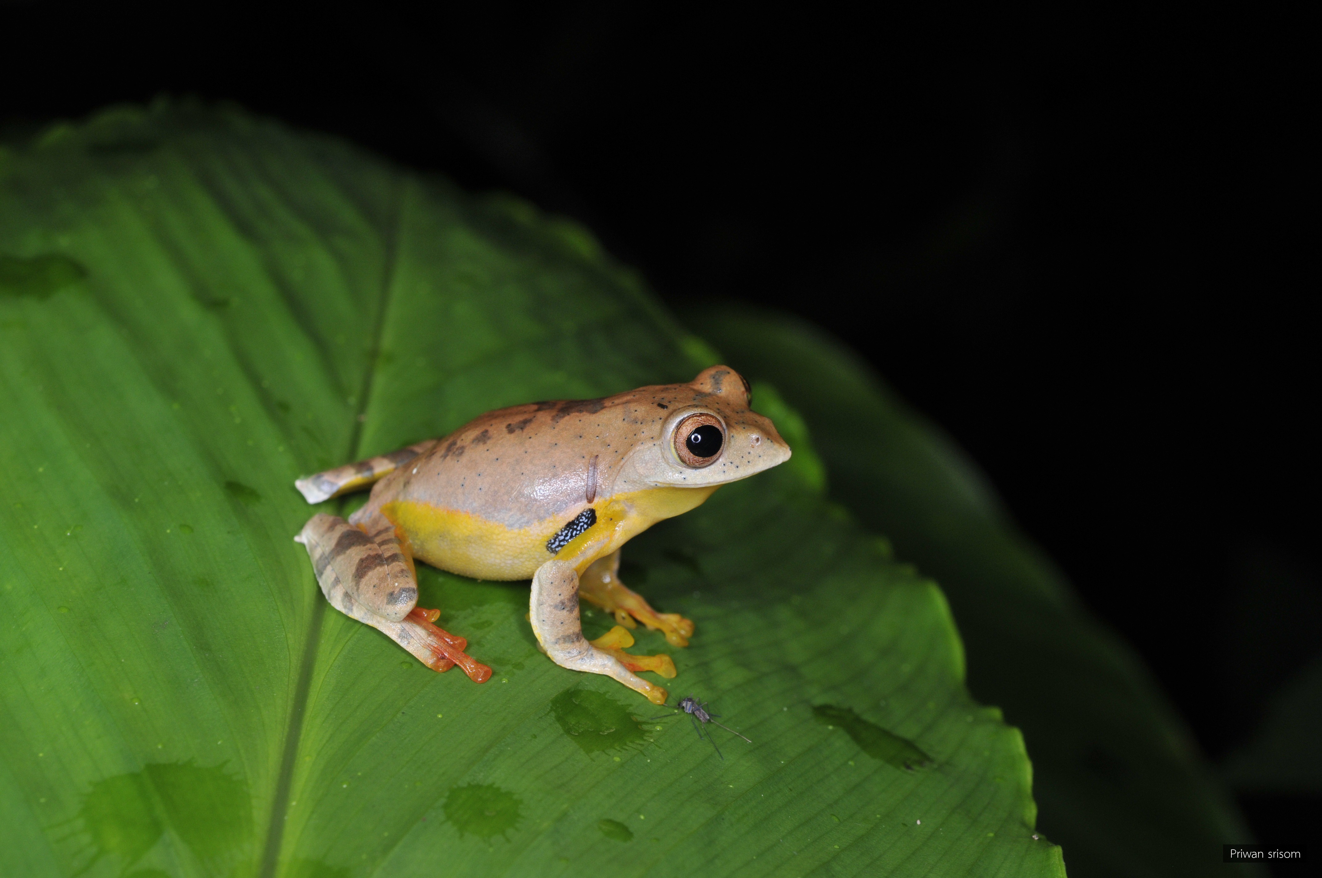 Rhacophorus rhodopus