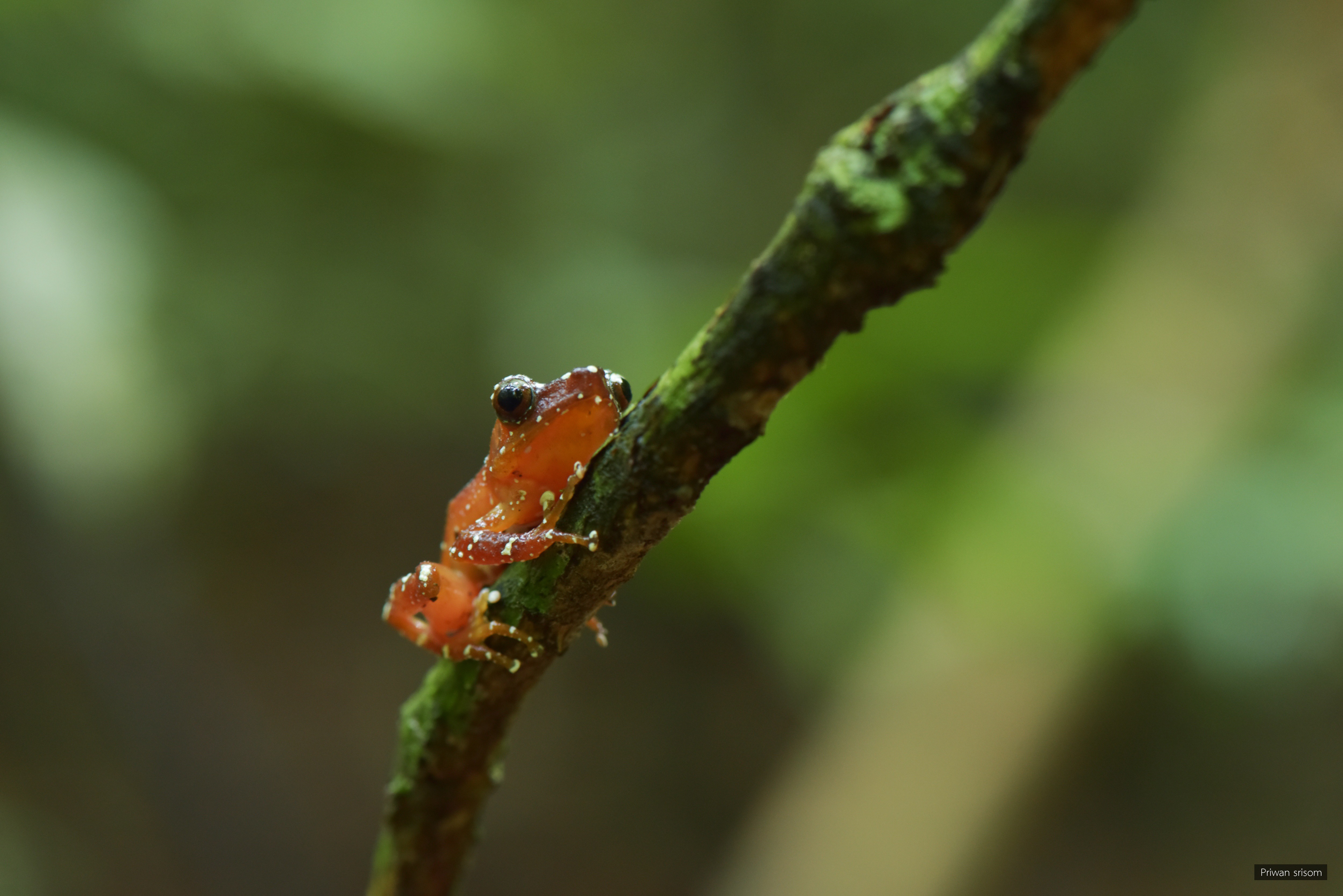 Nyctixalus pictus