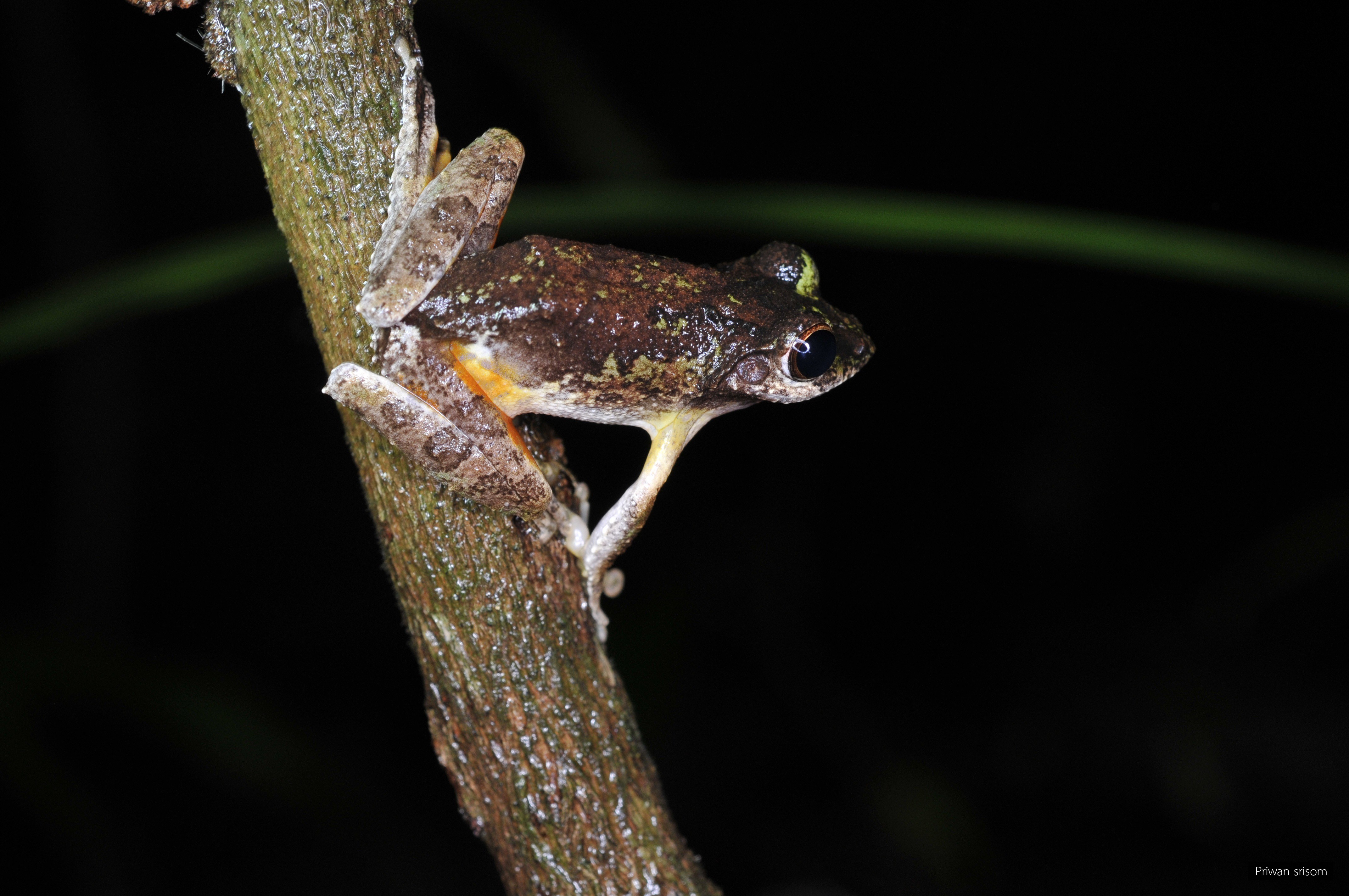 Kurixalus bisacculus