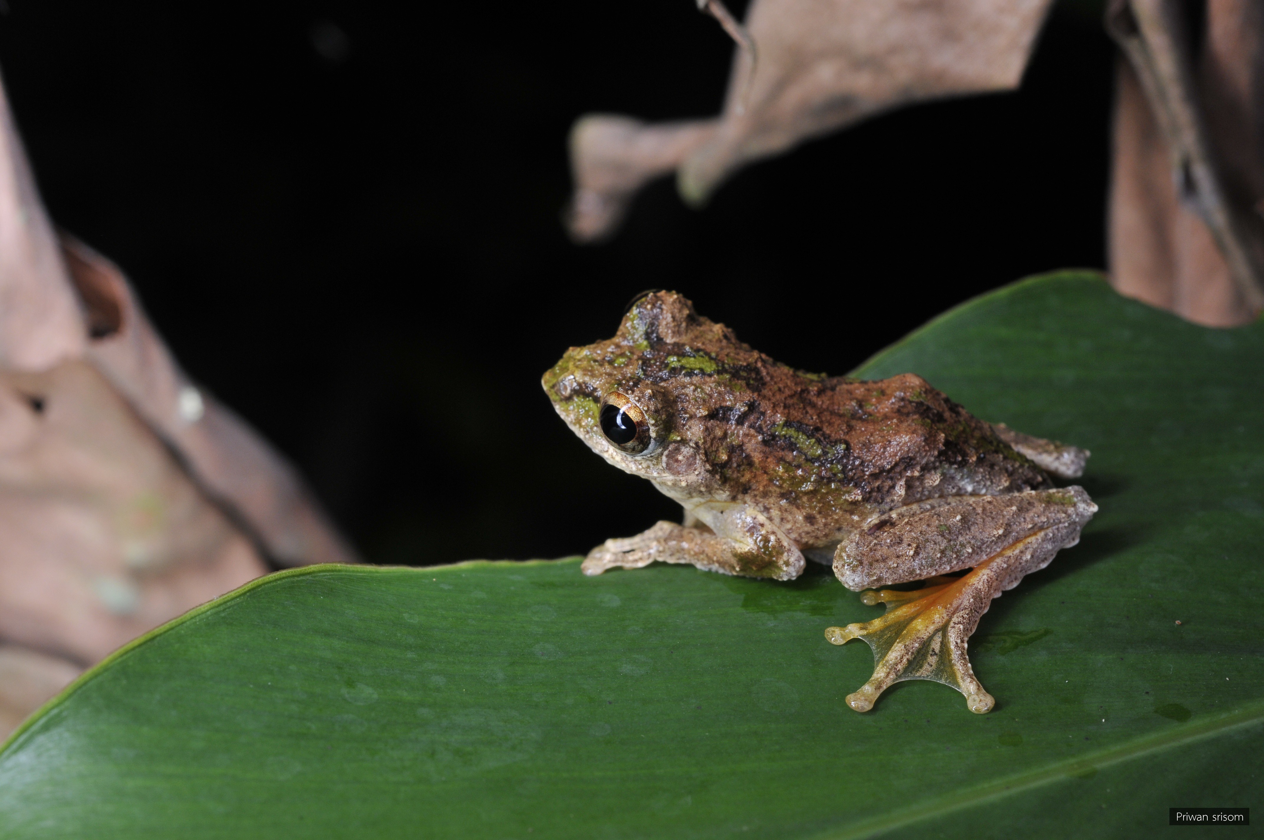 Kurixalus verrucosus