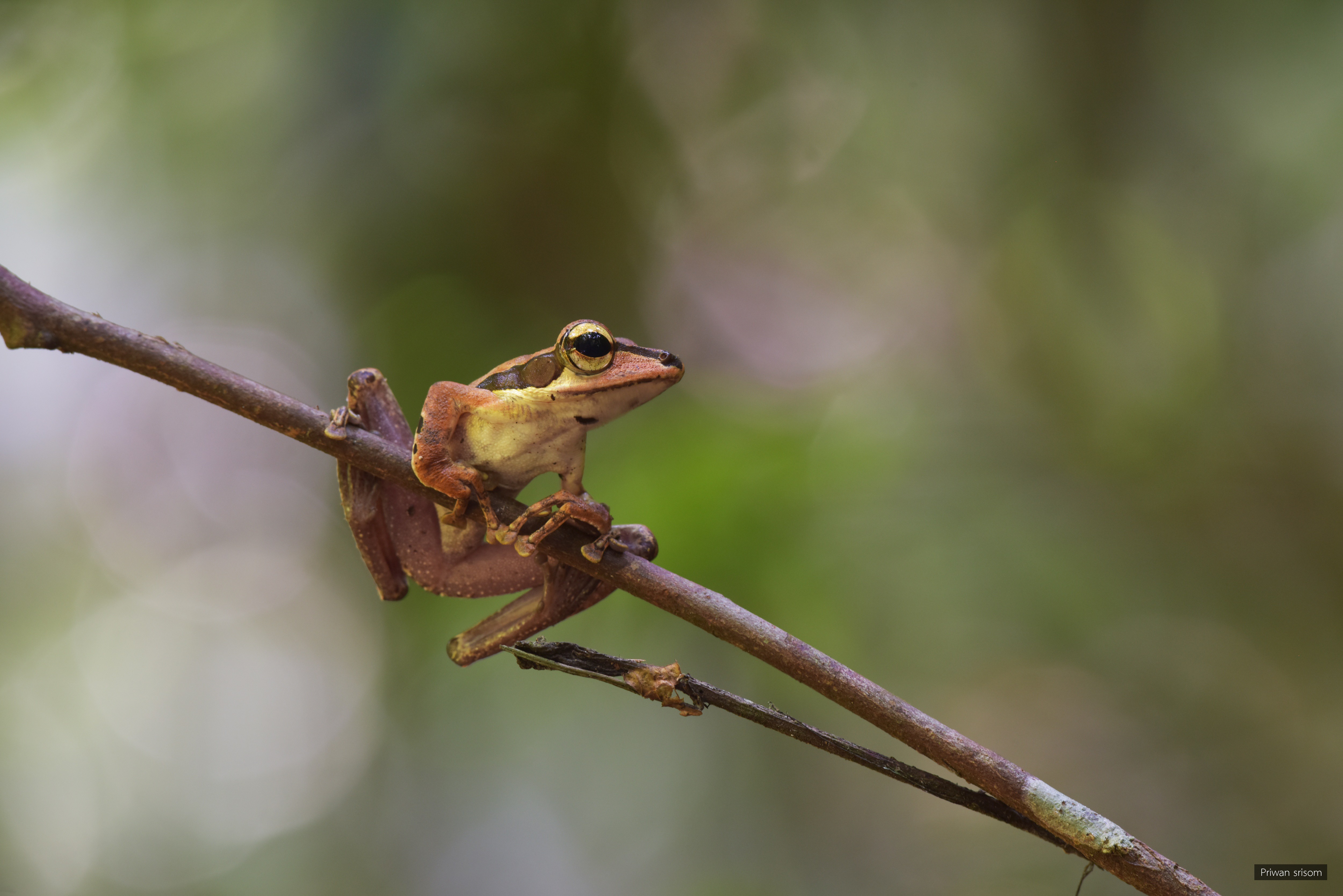 Polypedates macrotis