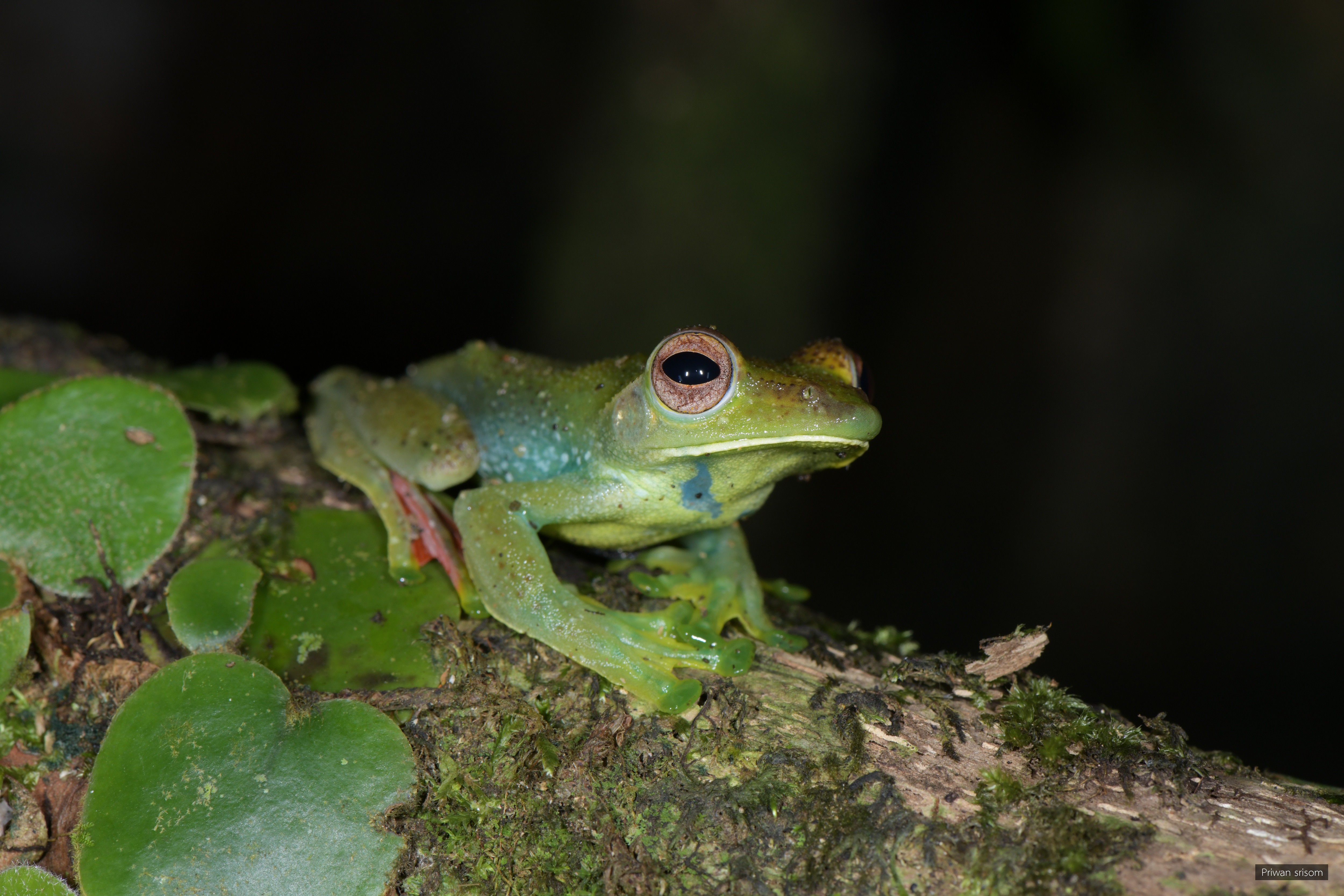 Rhacophorus prominanus