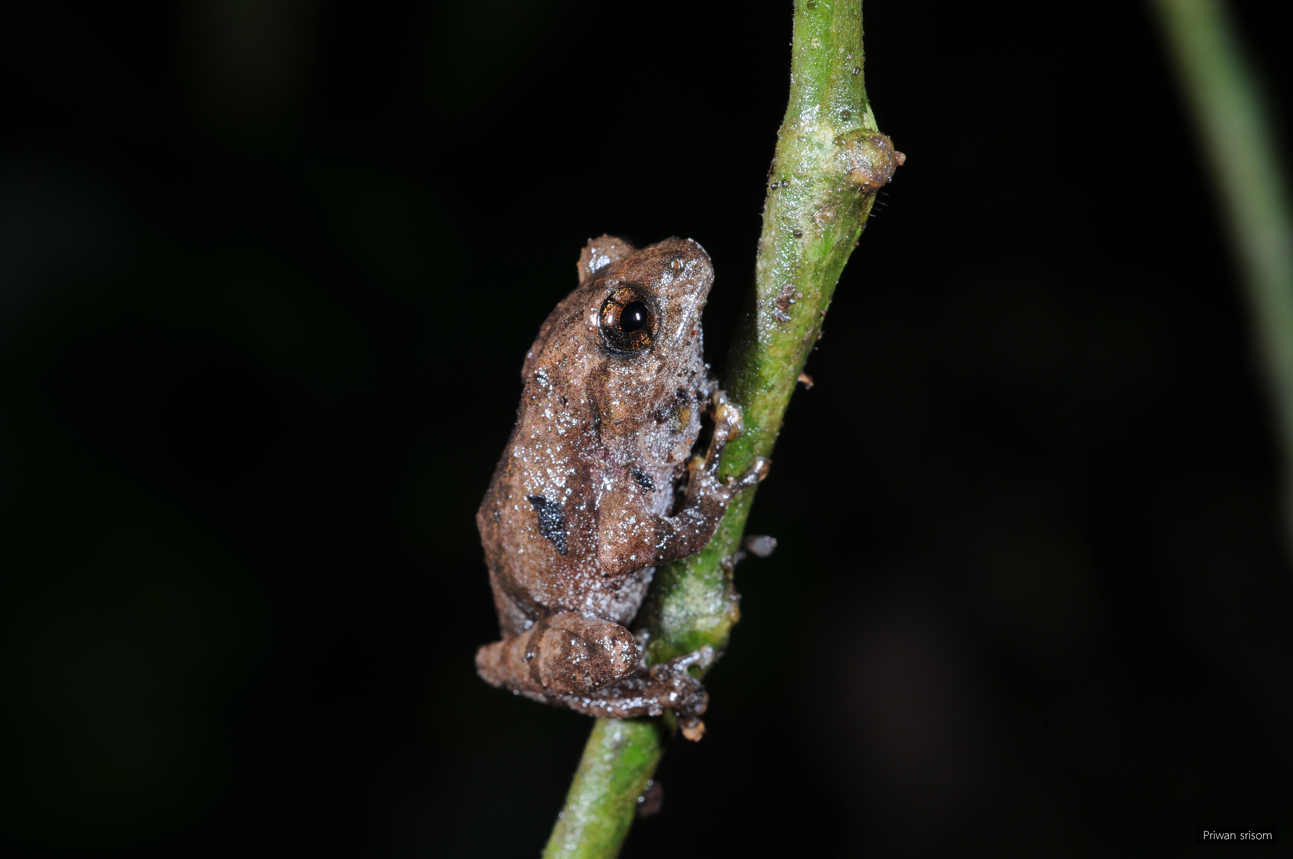 Raorchestes parvulus