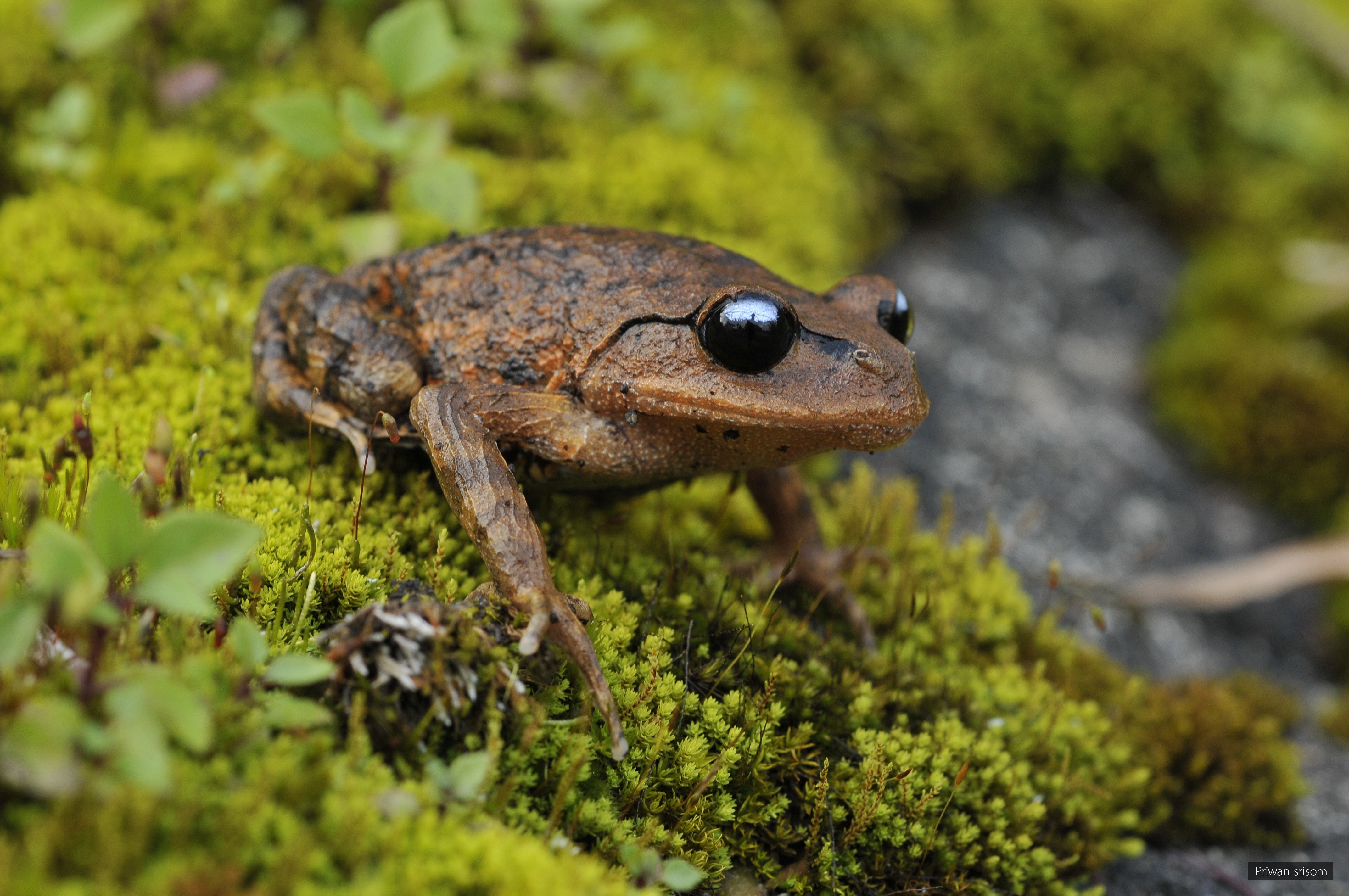 Leptobrachium huashen