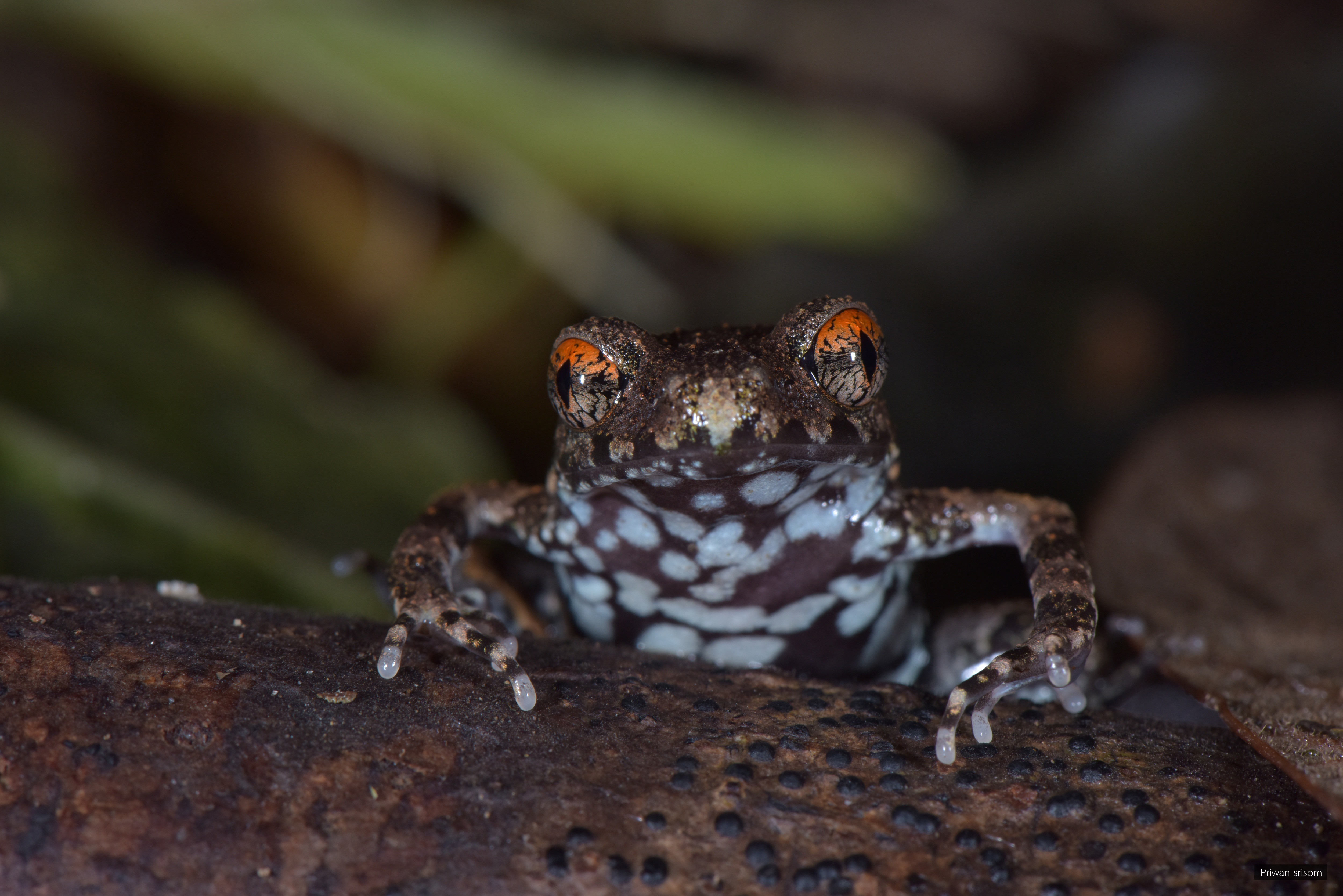 Leptolalax melanoleucus