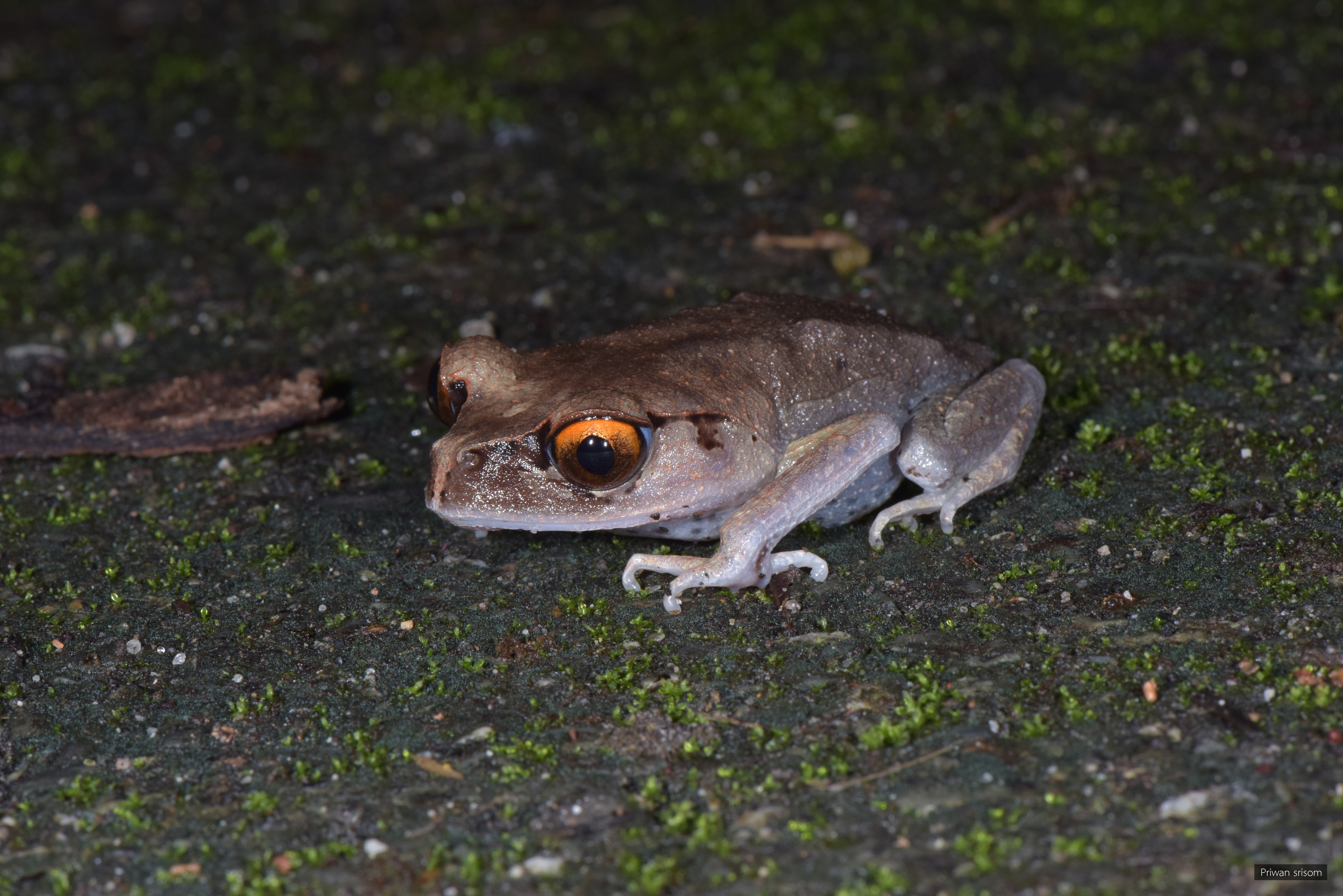 Leptobrachium hendricksoni
