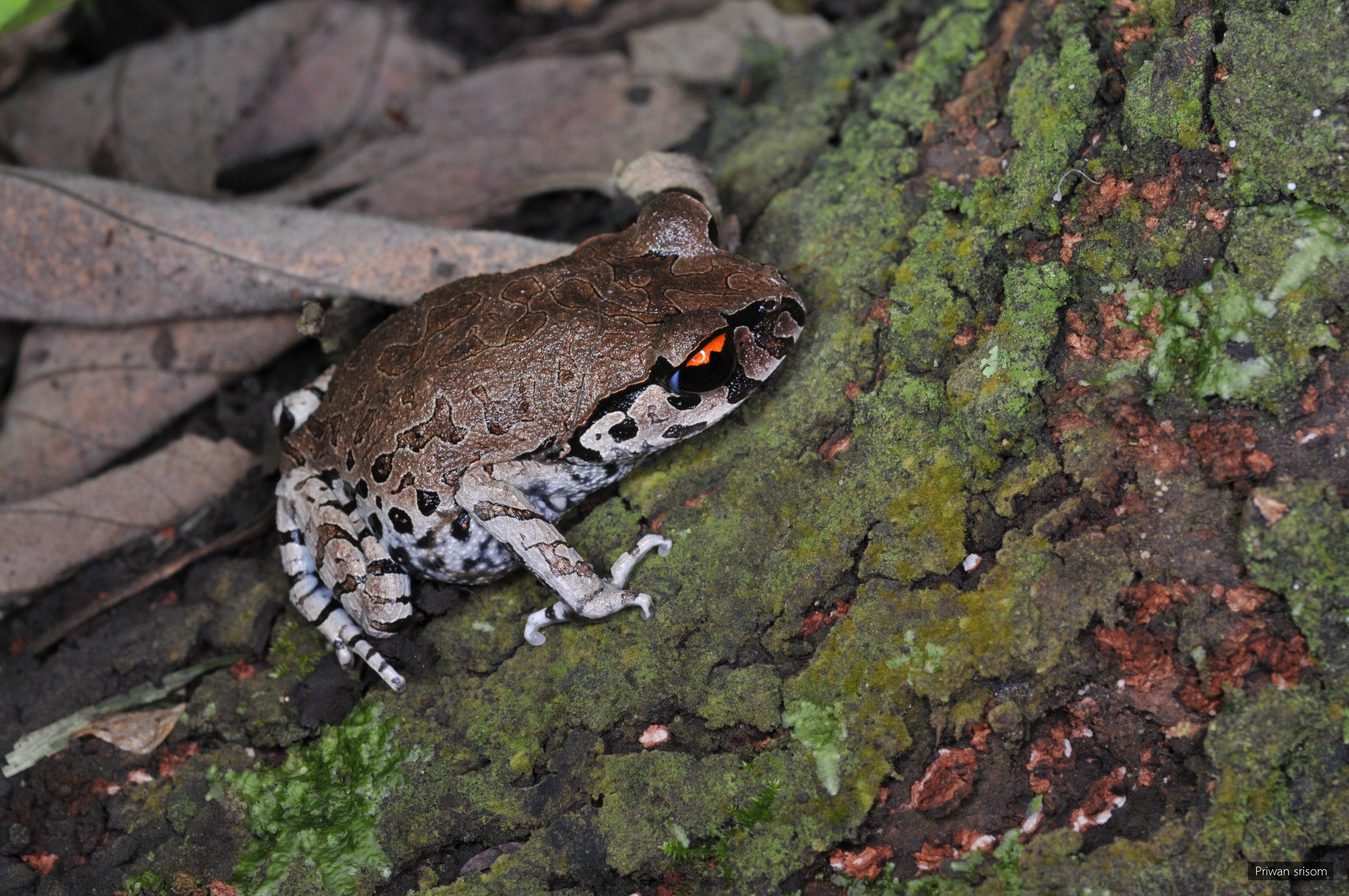 Leptobrachium smithi